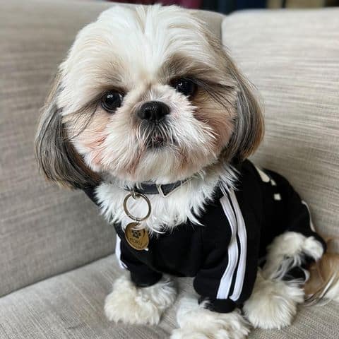 lindo perro shih tzu