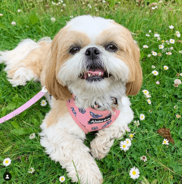 lindo shih tzu