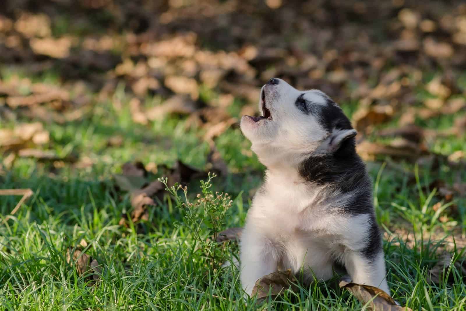 lindo husky siberiano aullando al aire libre en el bosque