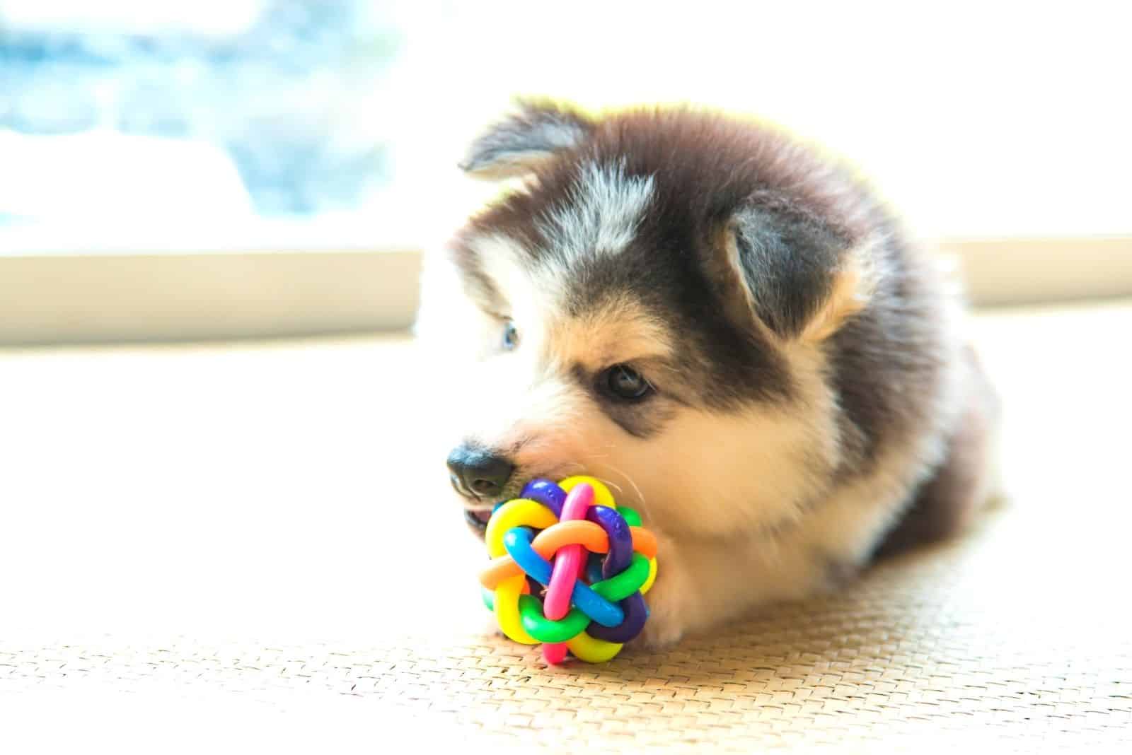tierno cachorro husky siberiano jugando con un juguete en interiores