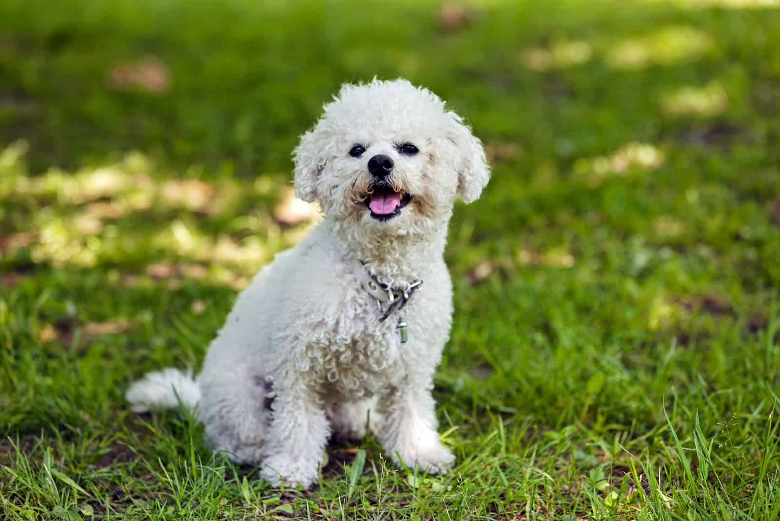 pequeño bichón lindo sentado en la hierba en el parque
