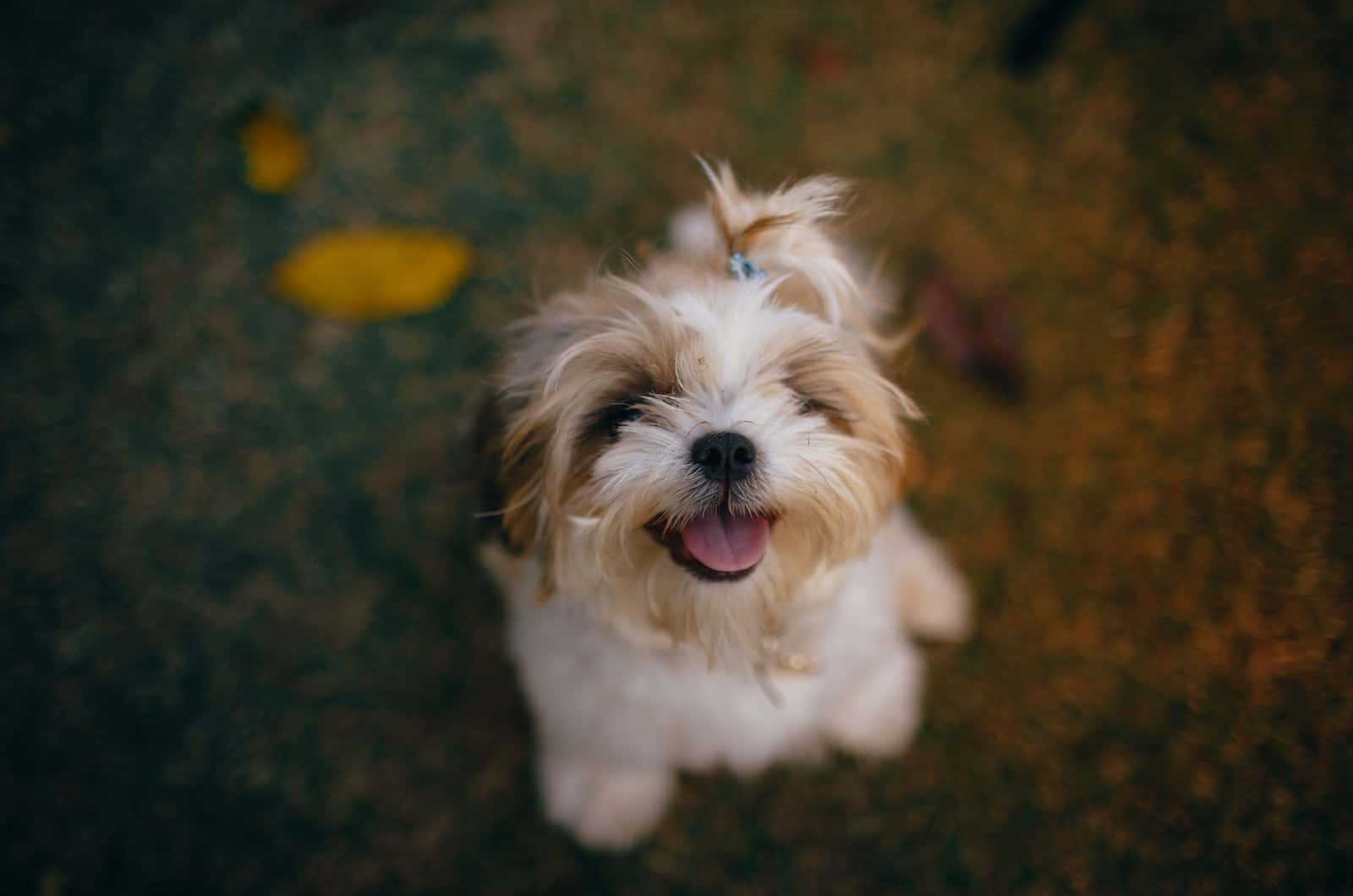 perro pequeño y lindo con un clip de pelo