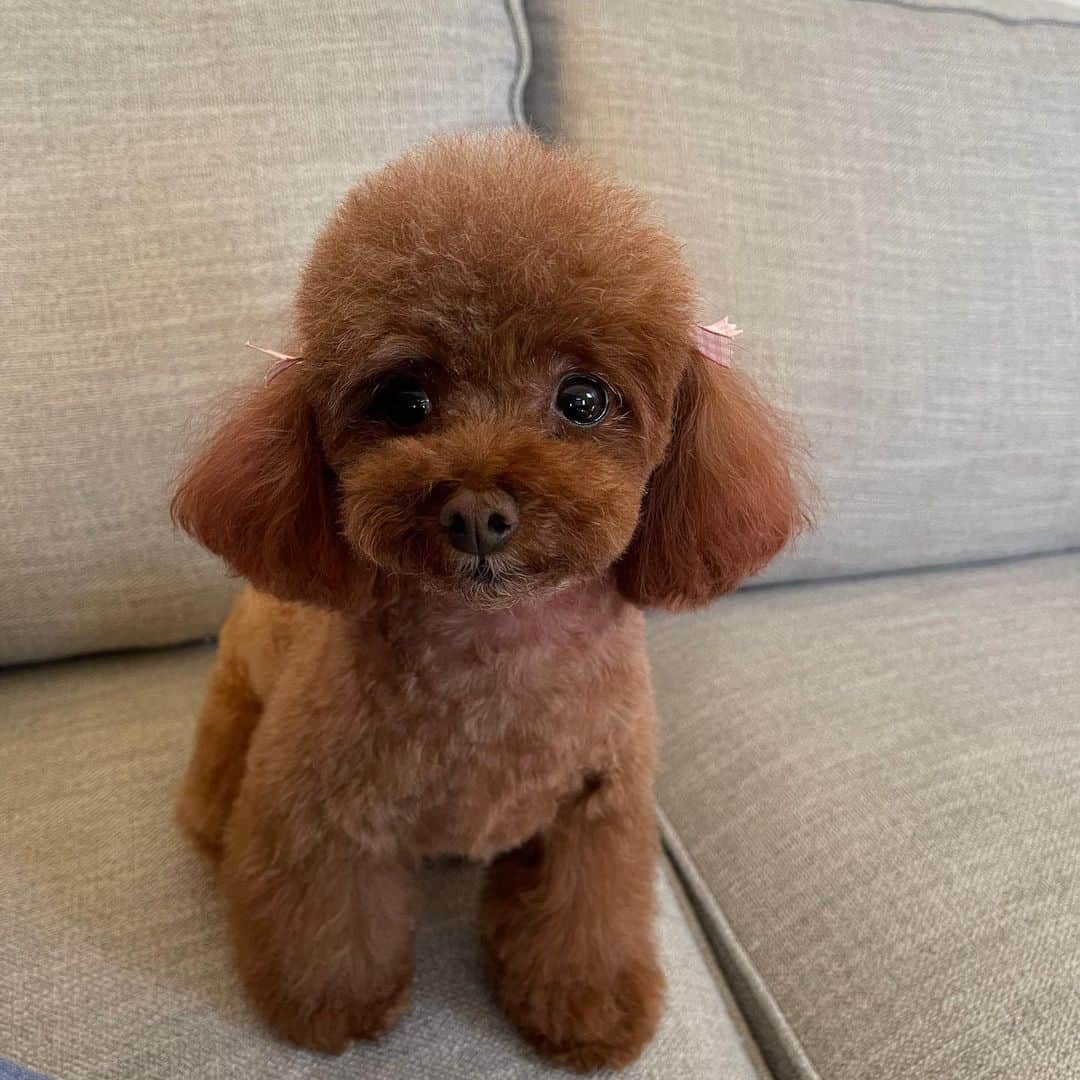 lindo caniche rojo enano