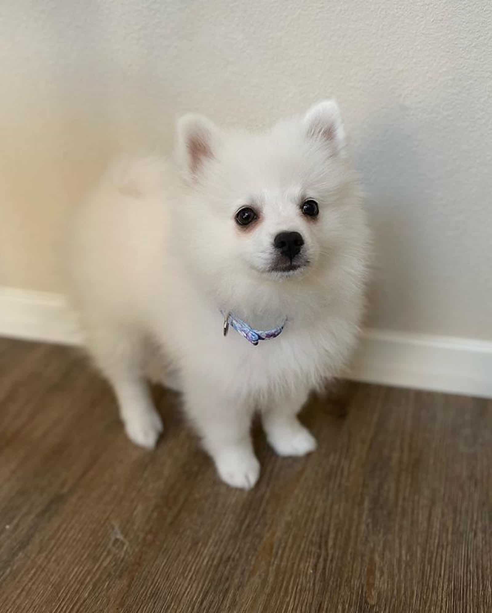 lindo american eskimo toy mirando a la cámara