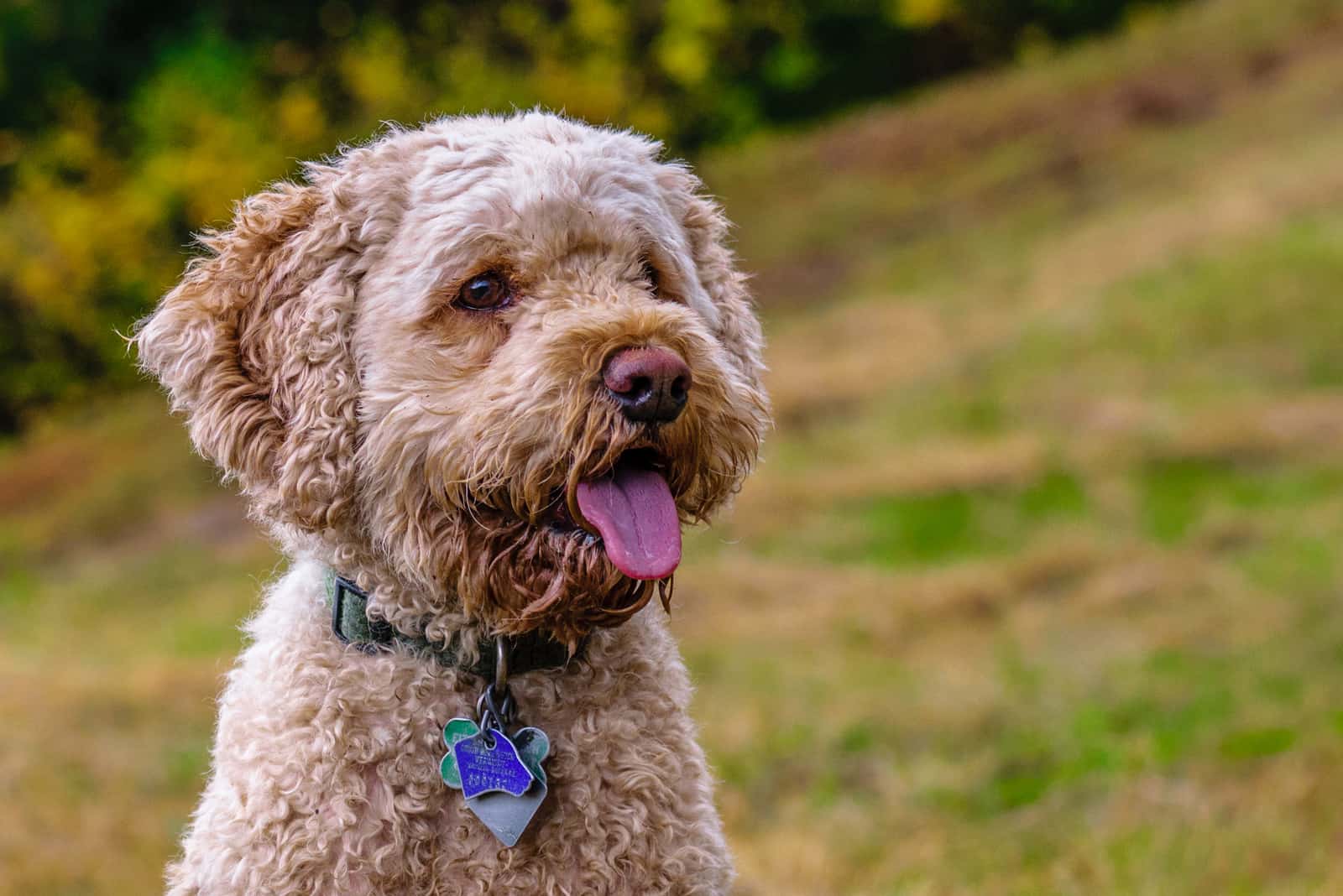 lindo cockapoo de juguete al aire libre