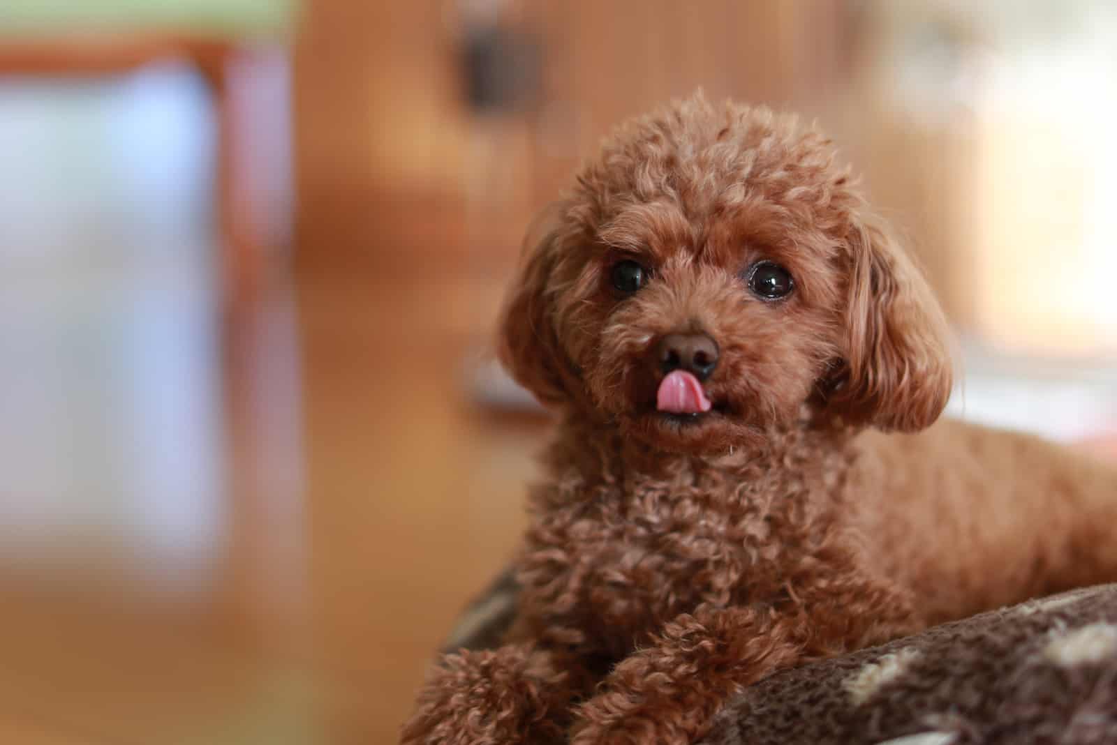 lindo caniche toy