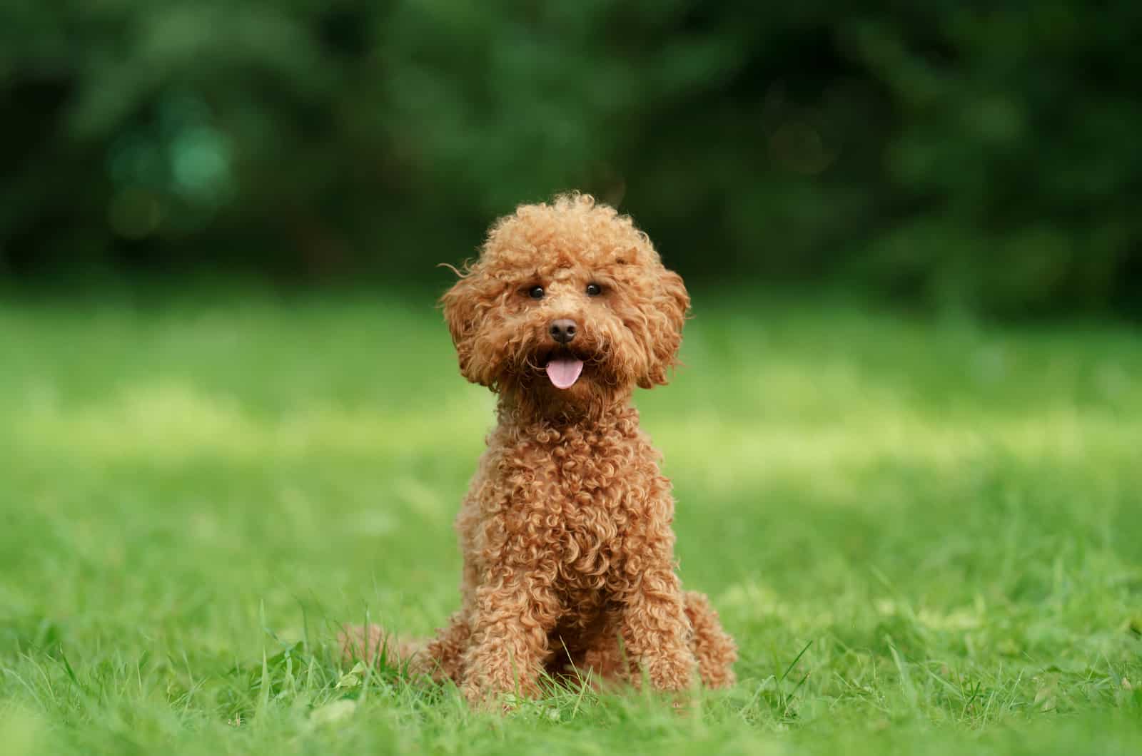 lindo caniche toy