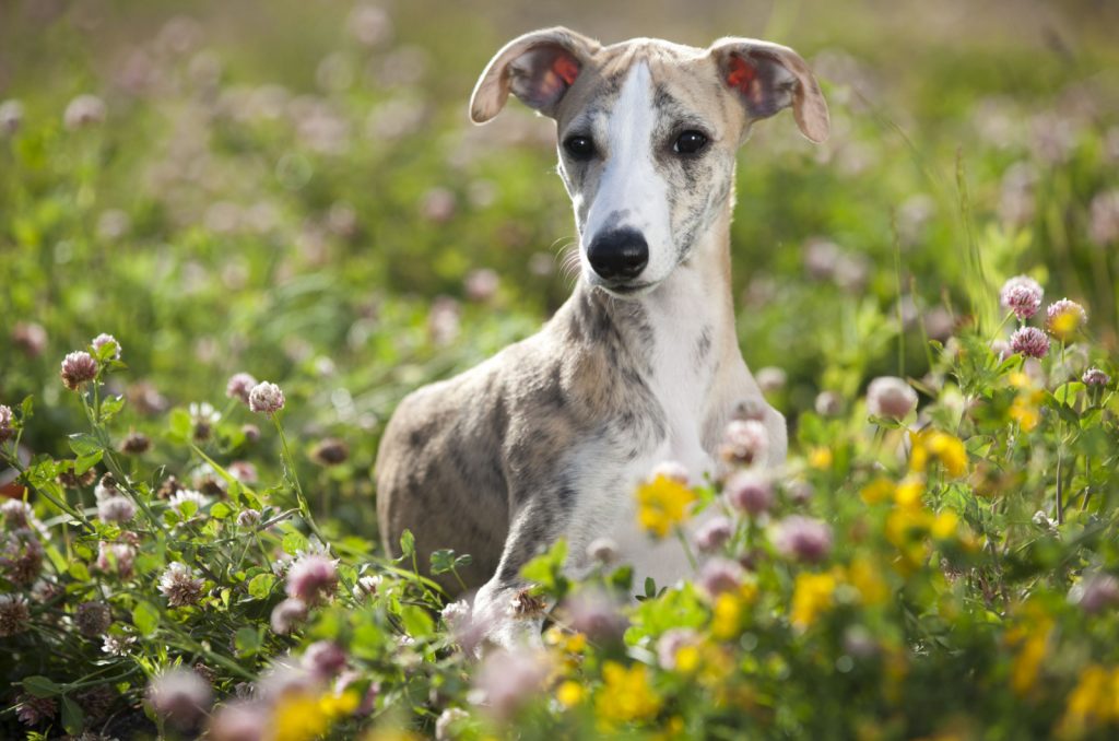 cachorro whippet lindo