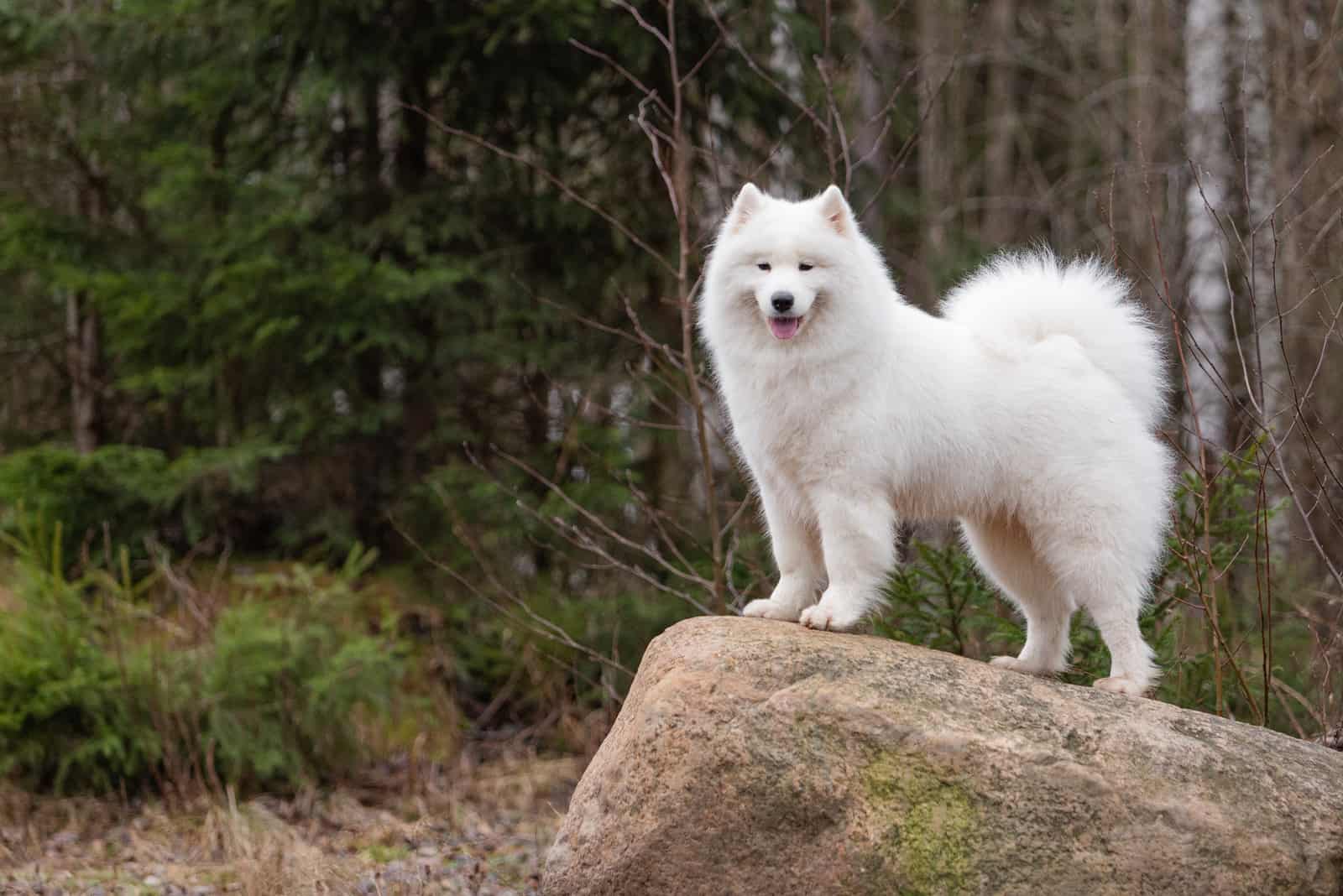 lindo perro Samoyedo blanco