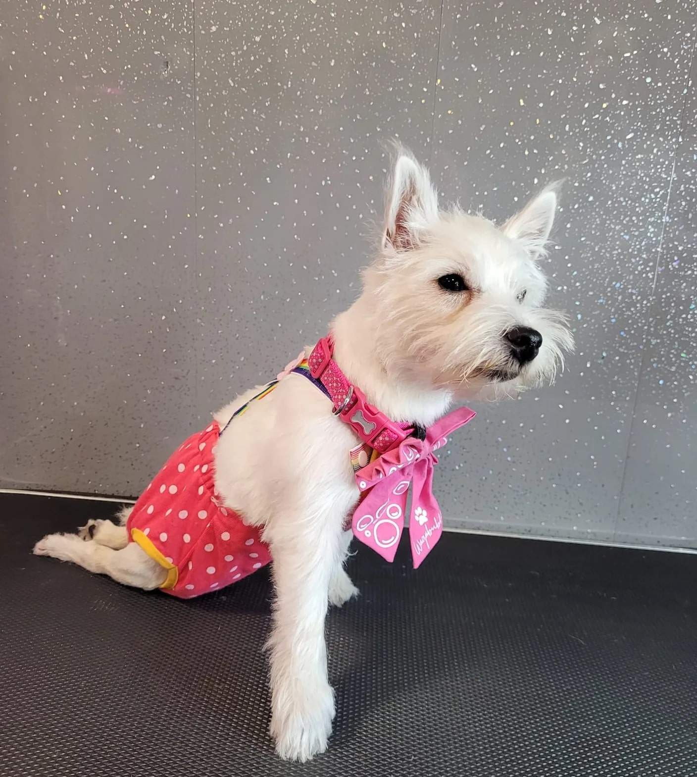 lindo perro blanco inmóvil