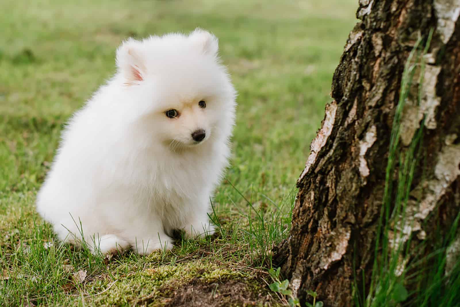 adorable perro pomsky blanco en el parque