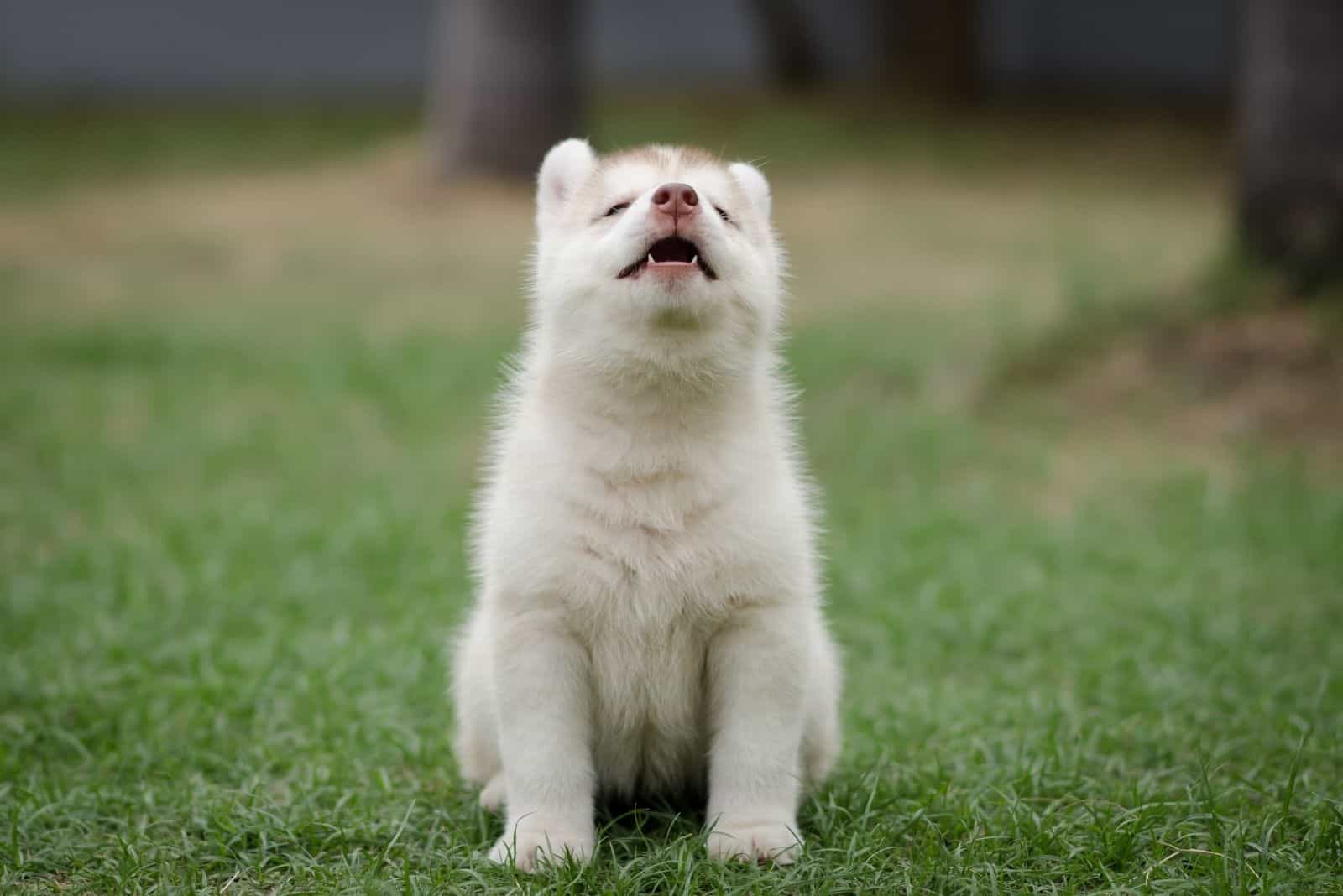 lindo husky siberiano blanco aullando al aire libre mientras está sentado