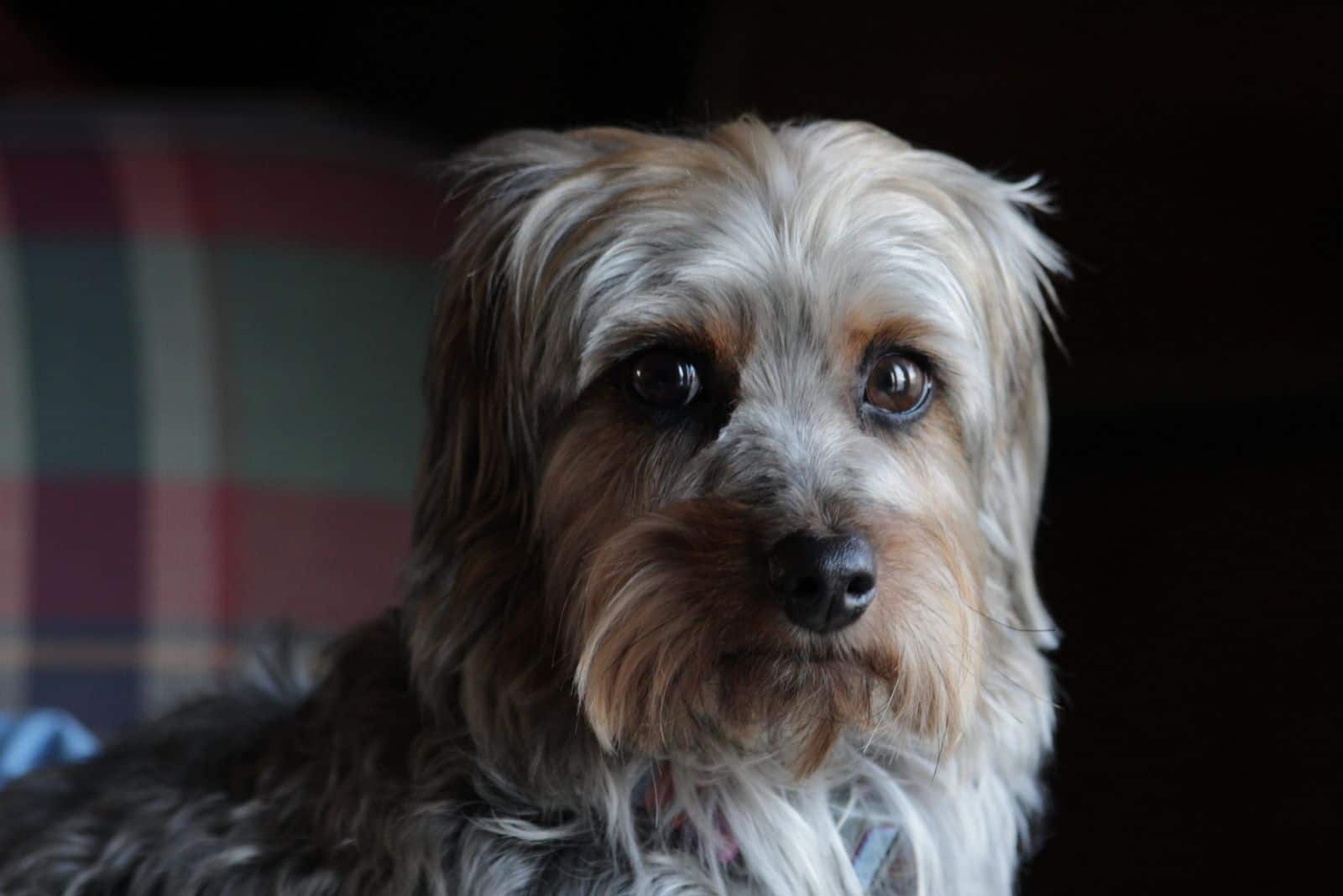 lindo yorkiepoo mirando a la cámara