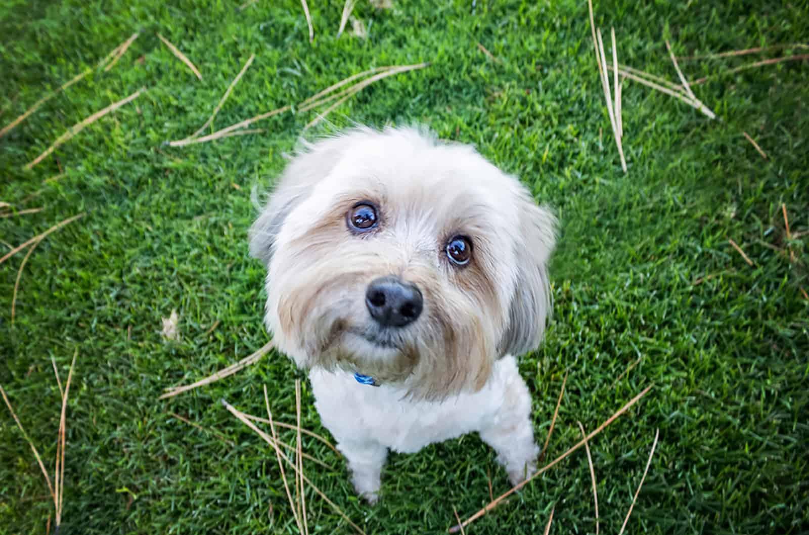 lindo perro yorkiepoo sentado en el césped