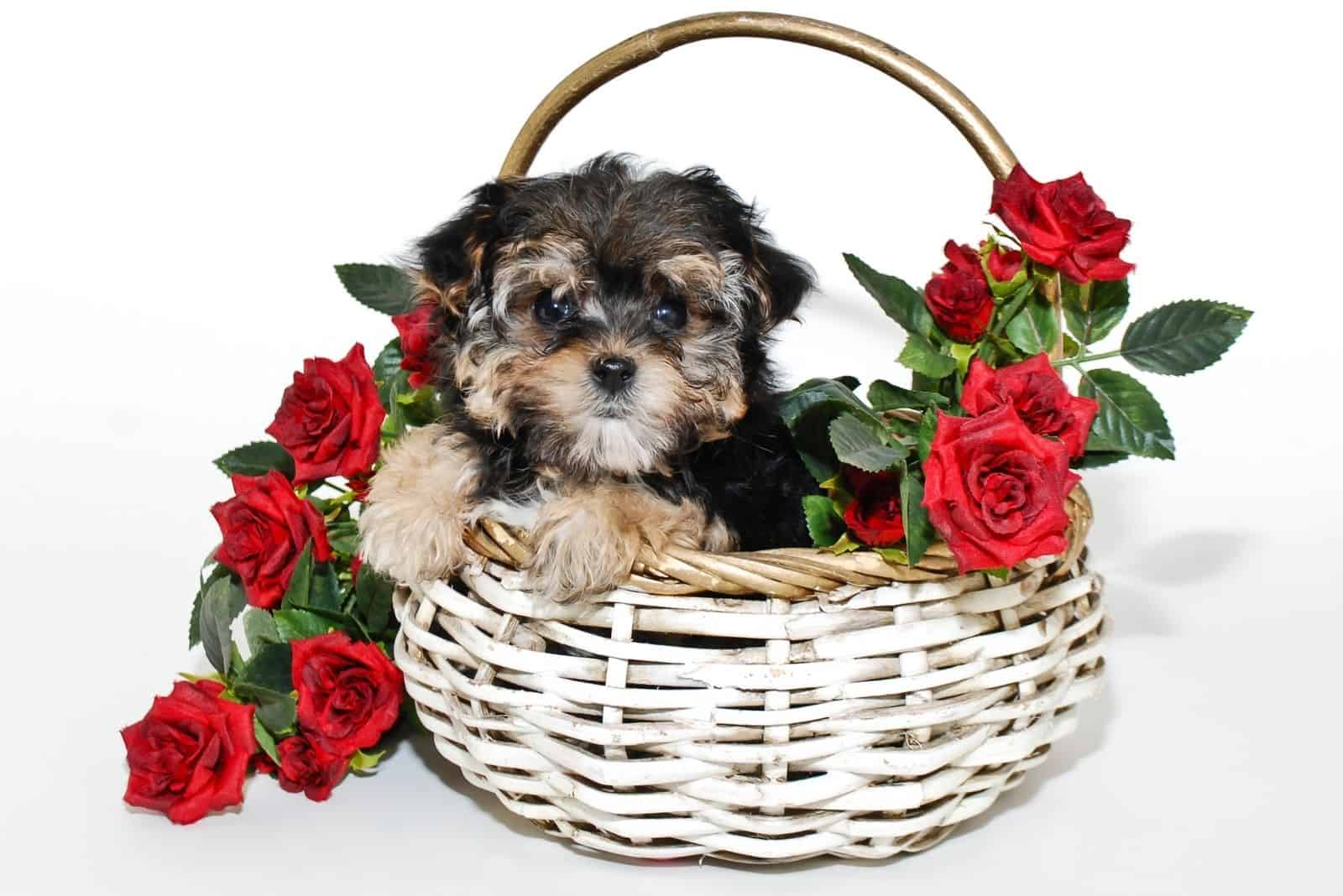 lindo cachorro de yorkiepoo dentro de una canasta