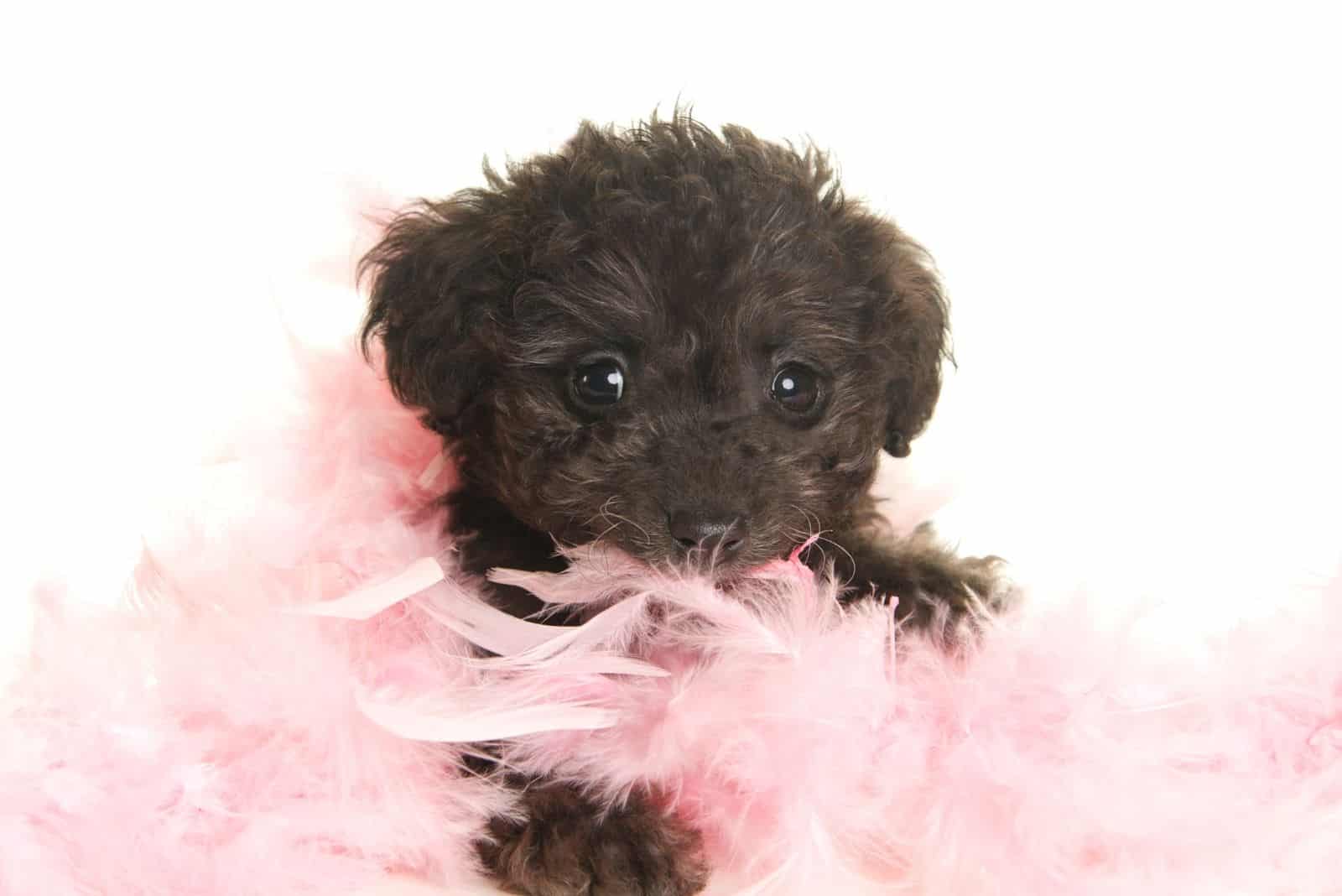 lindo cachorro de yorkiepoo con boa de plumas rosadas