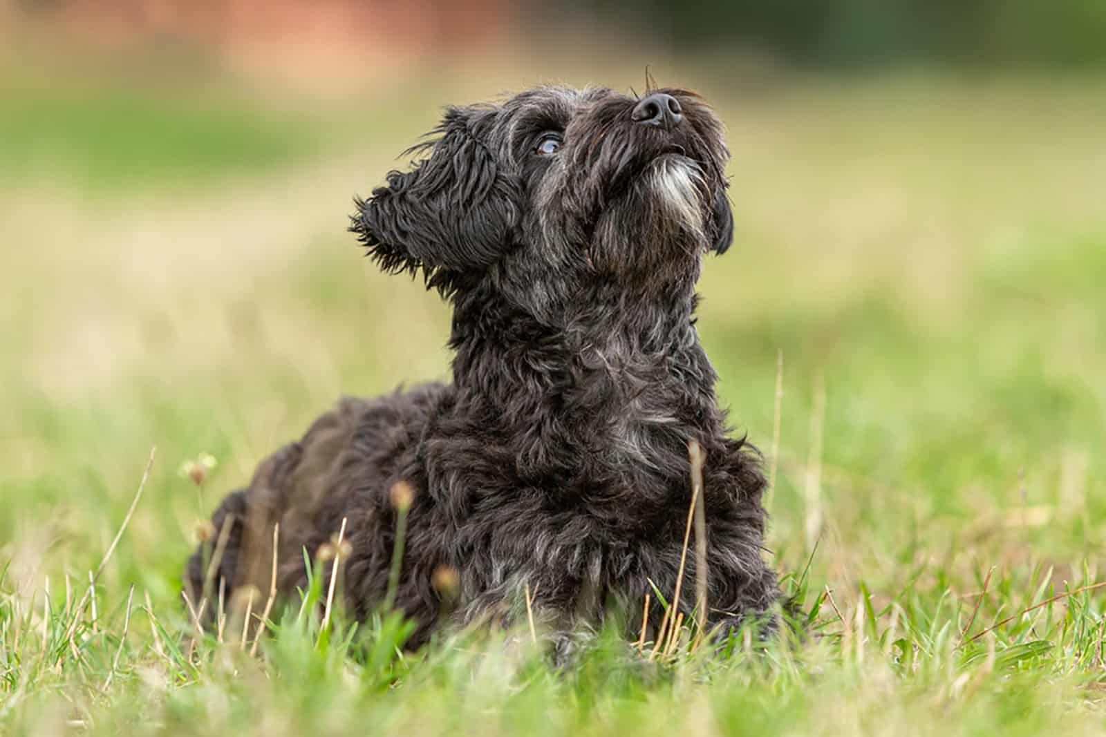 lindo yorkiepoo acostado en el césped