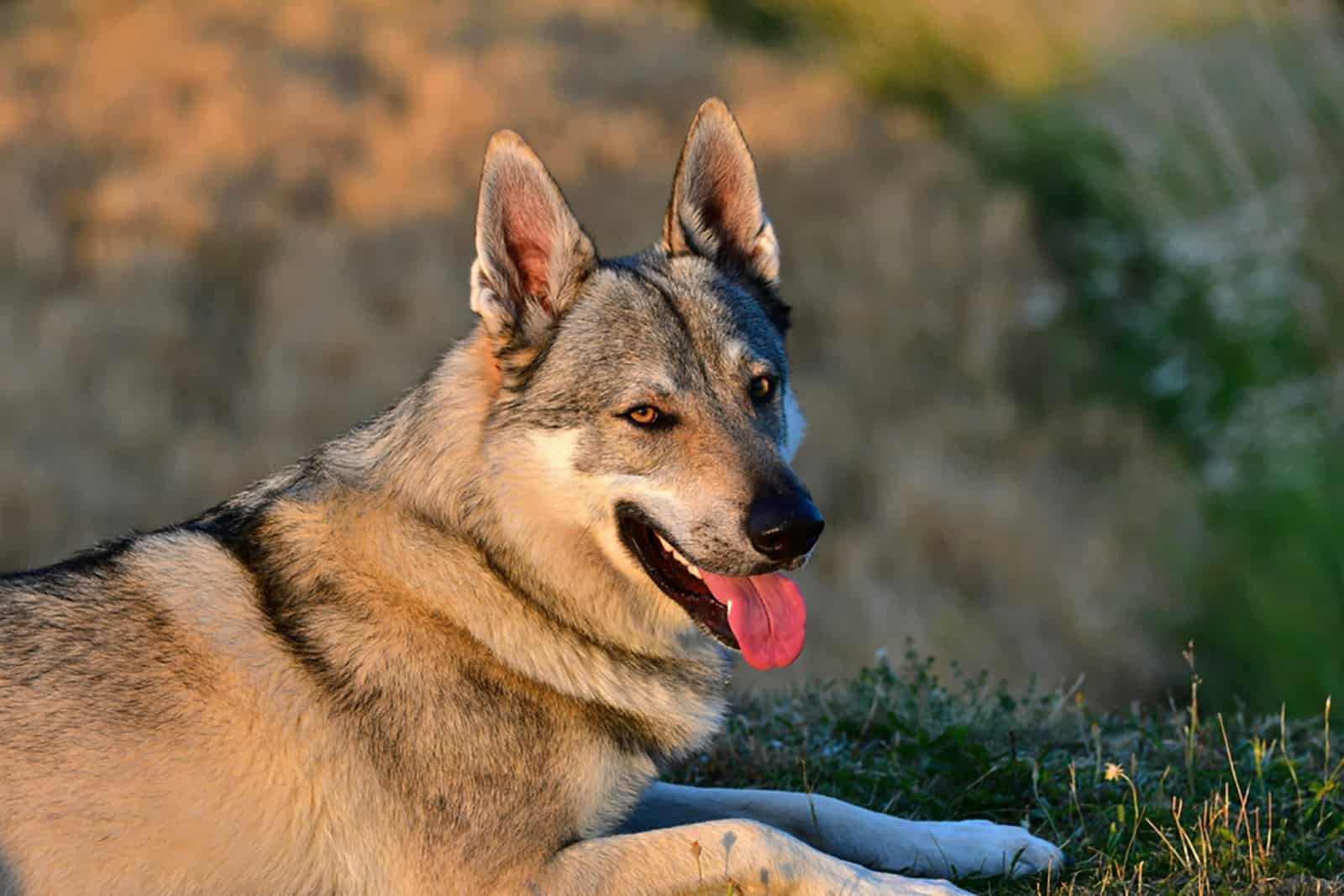 Perro lobo checoslovaco en la naturaleza