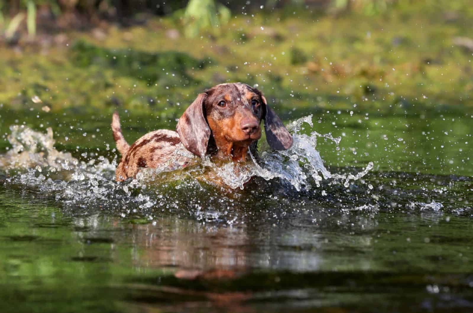 dachshund jugando en el agua