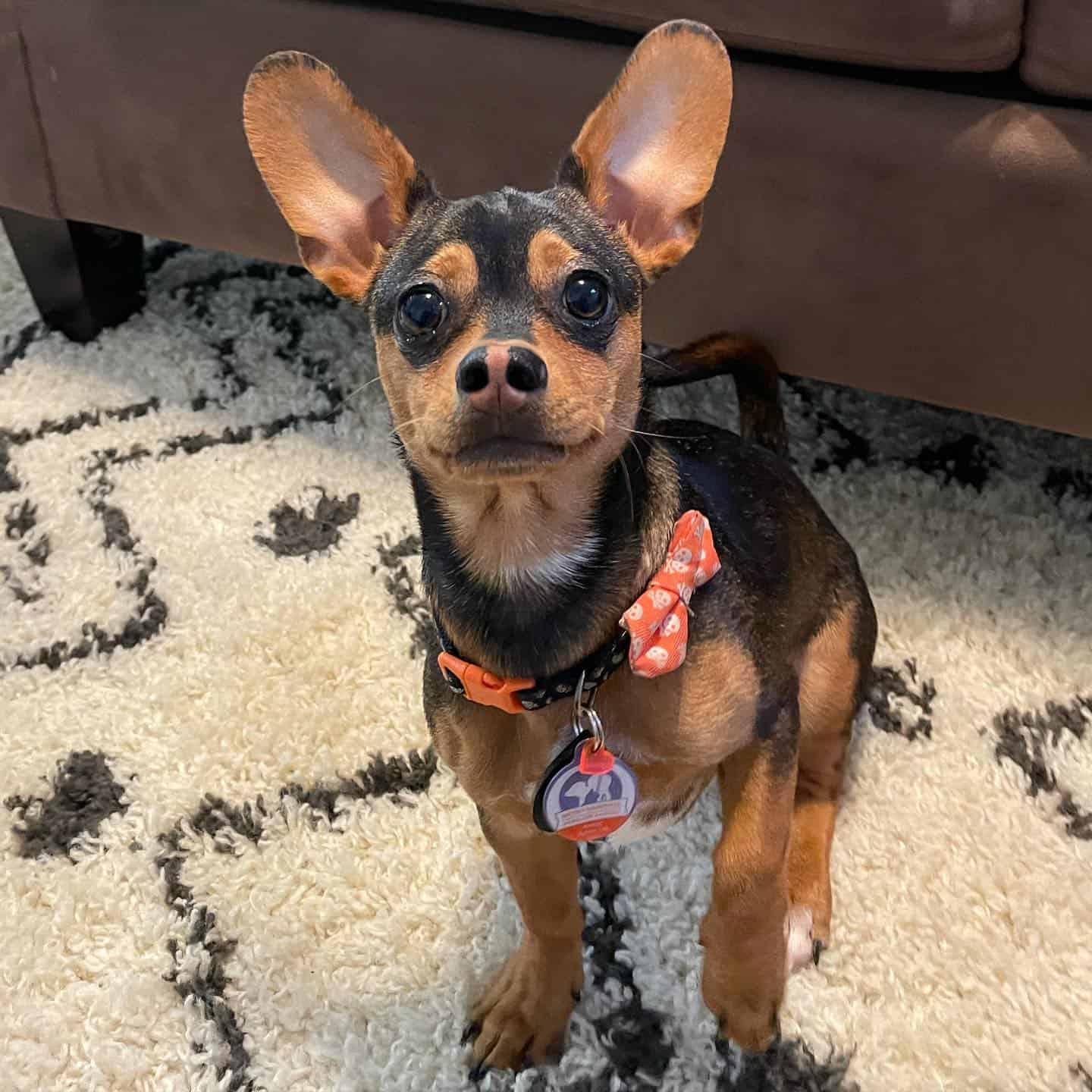 mezcla de dachshund y chihuahua