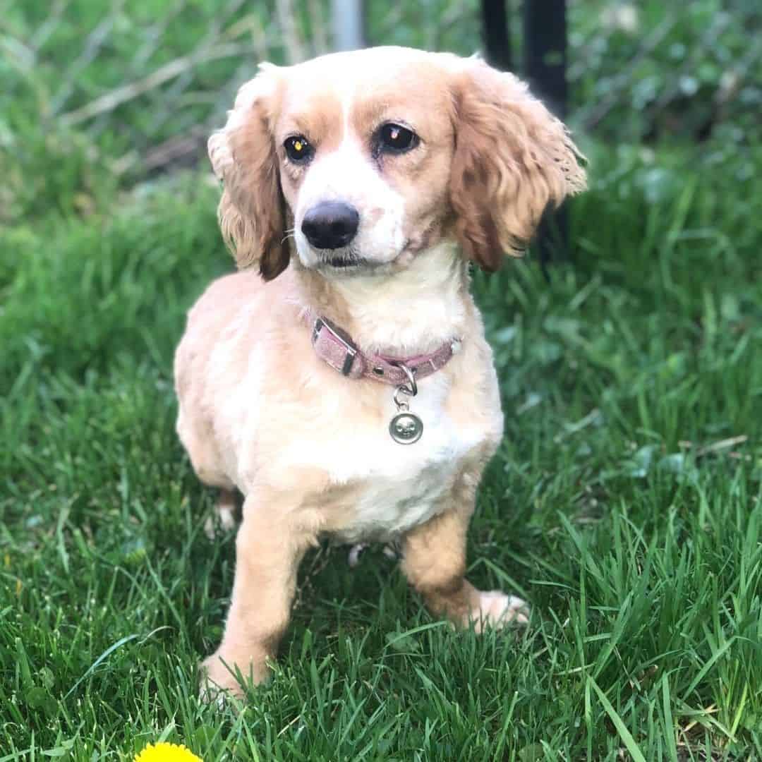 mezcla de dachshund y cocker spaniel