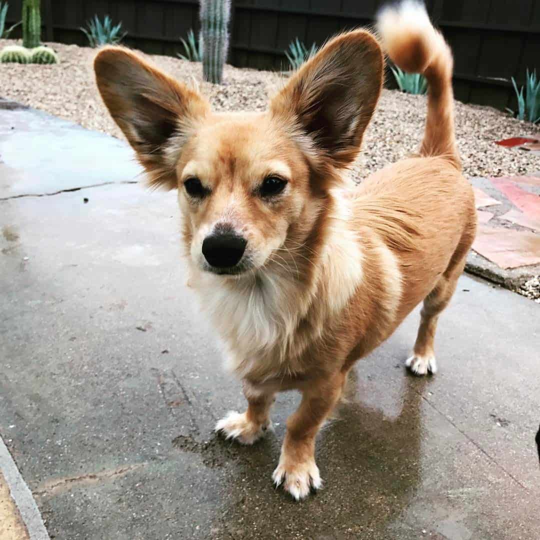 mezcla de dachshund y corgi