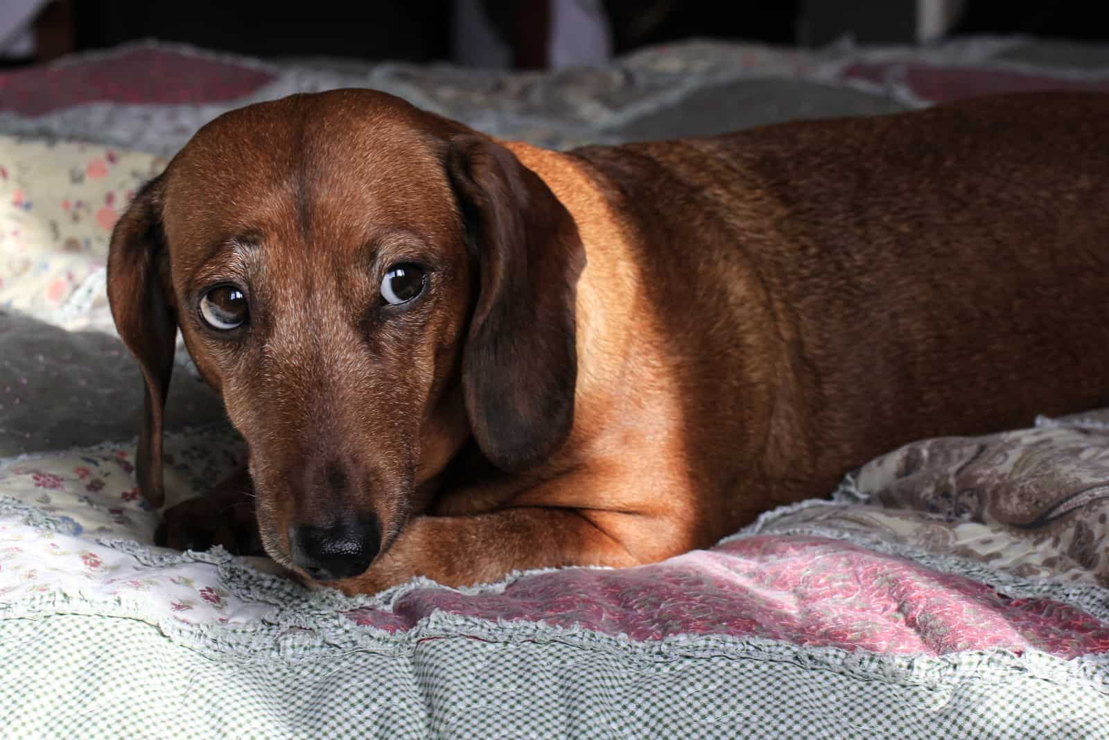 Perro Dachshund acostado en la cama