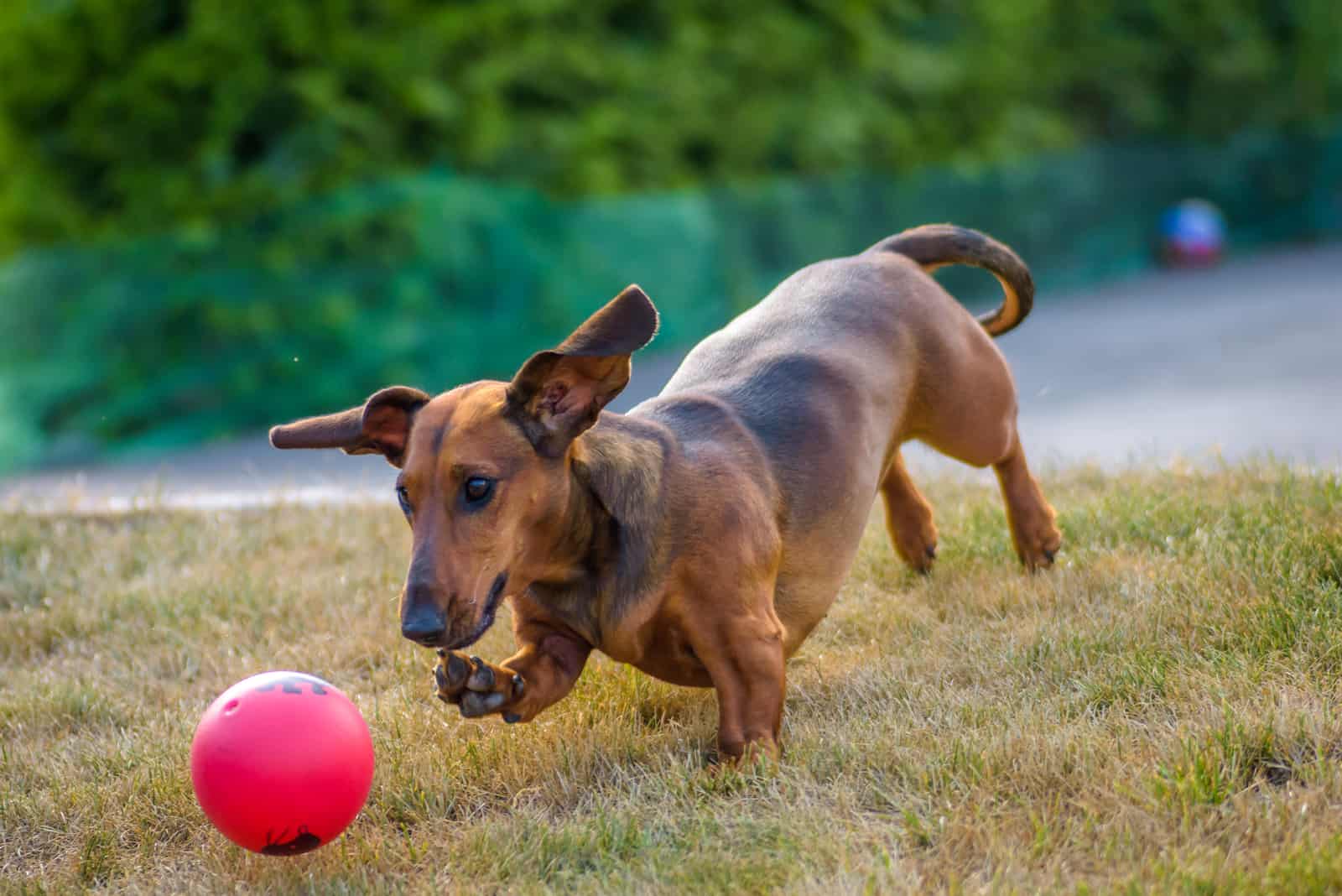 perro dachshund jugando con la pelota