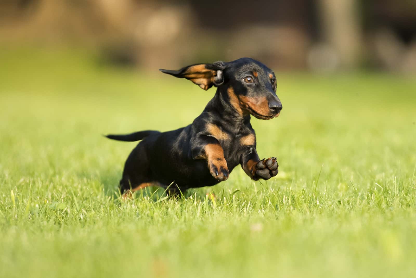 perro salchicha corriendo en la hierba