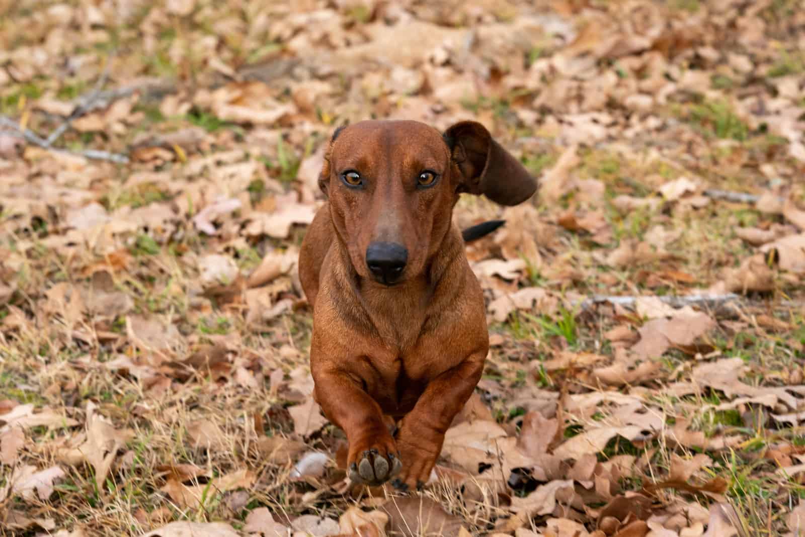 perro dachshund corriendo sobre las hojas