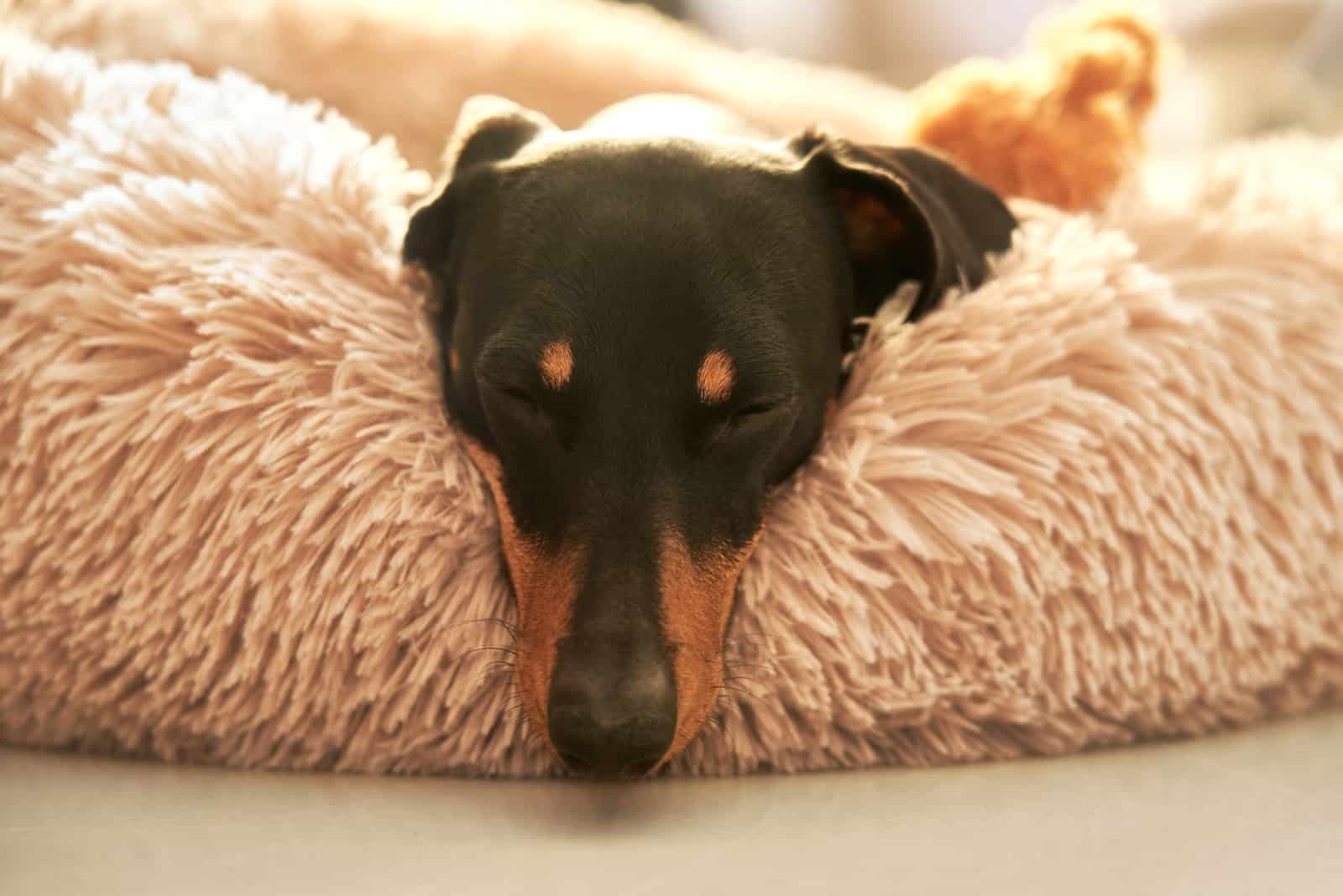 perro salchicha durmiendo en la alfombra acogedora
