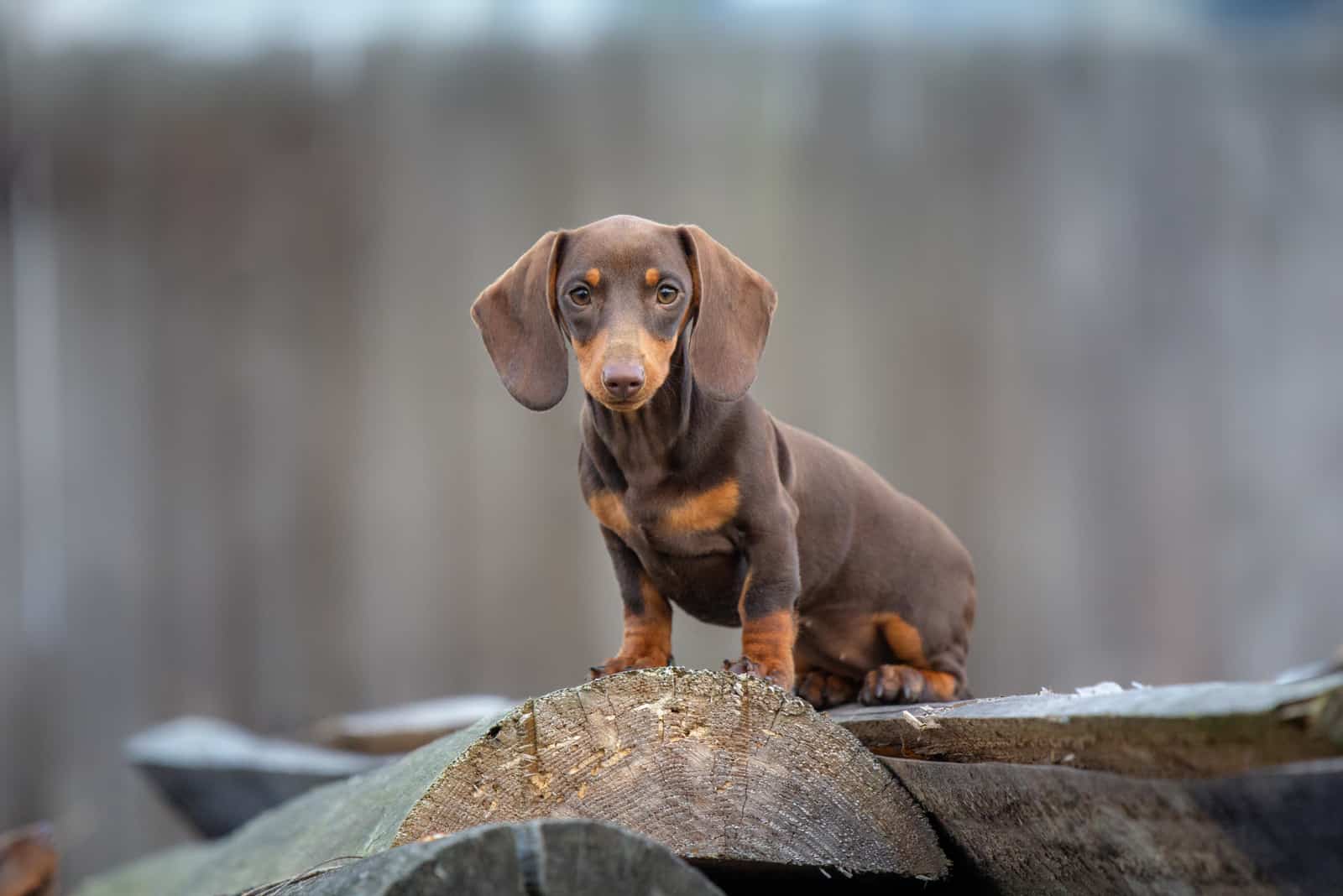 perro dachshund de pie en la naturaleza