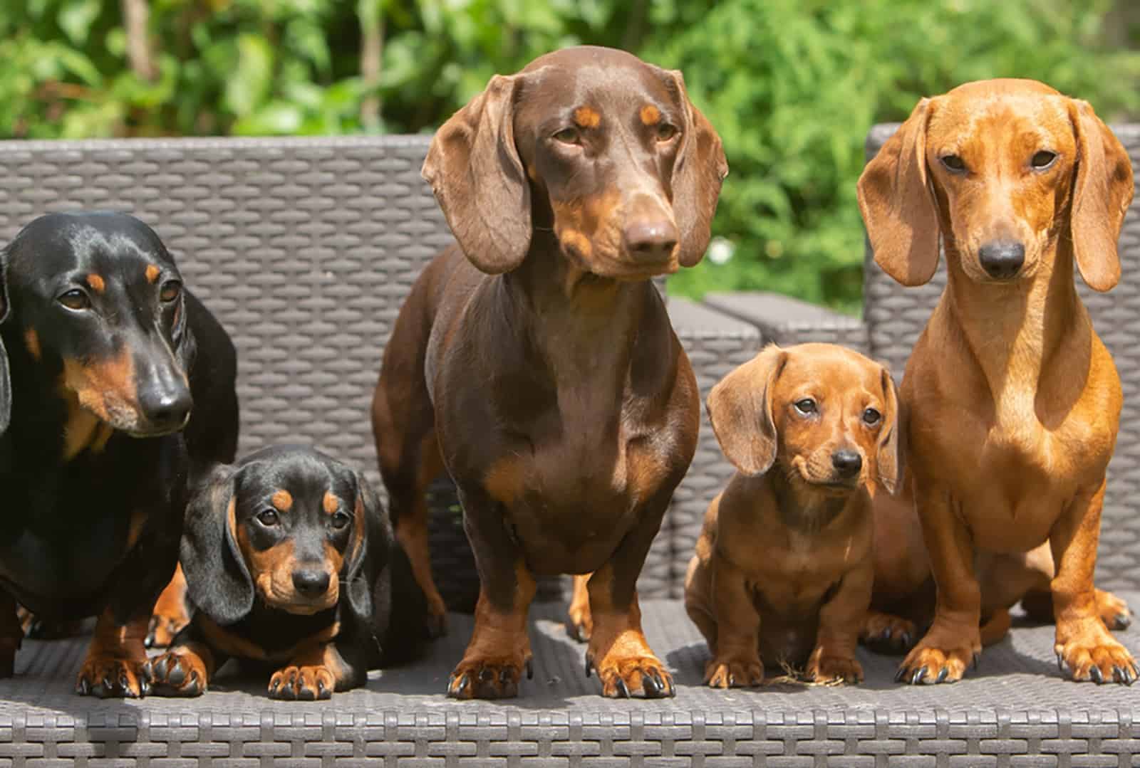 perros dachshund sentados al aire libre