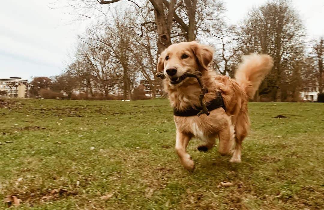 mezcla de dachshund y golden retriever