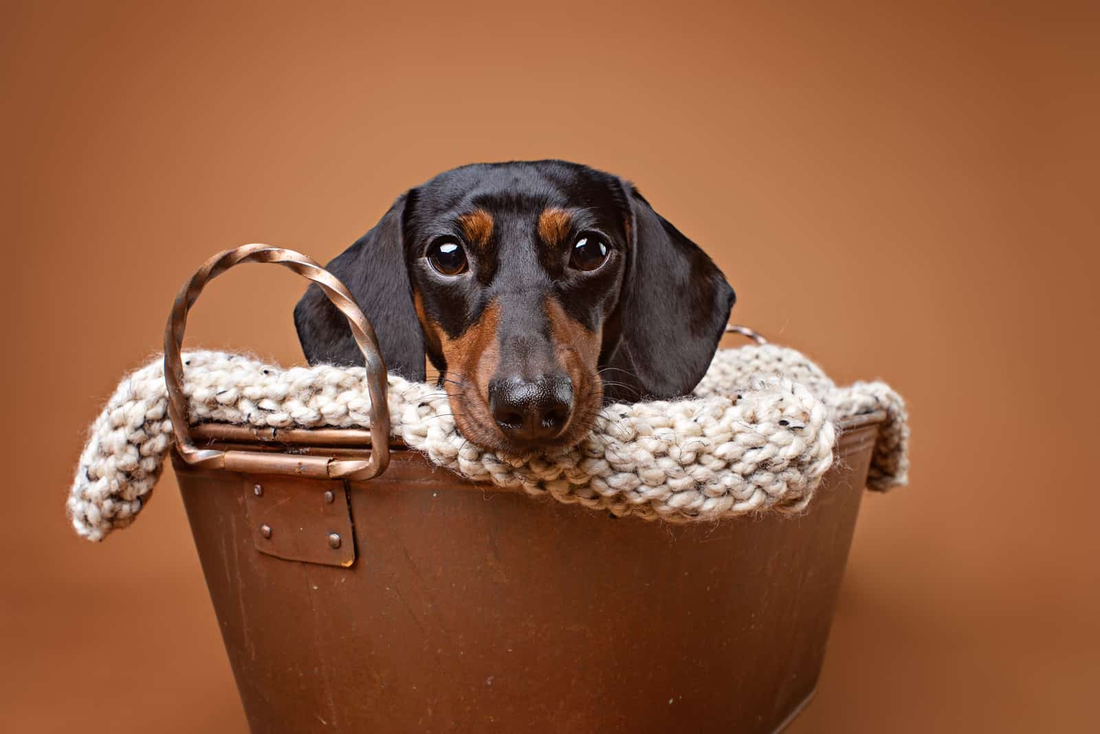 dachshund en un balde