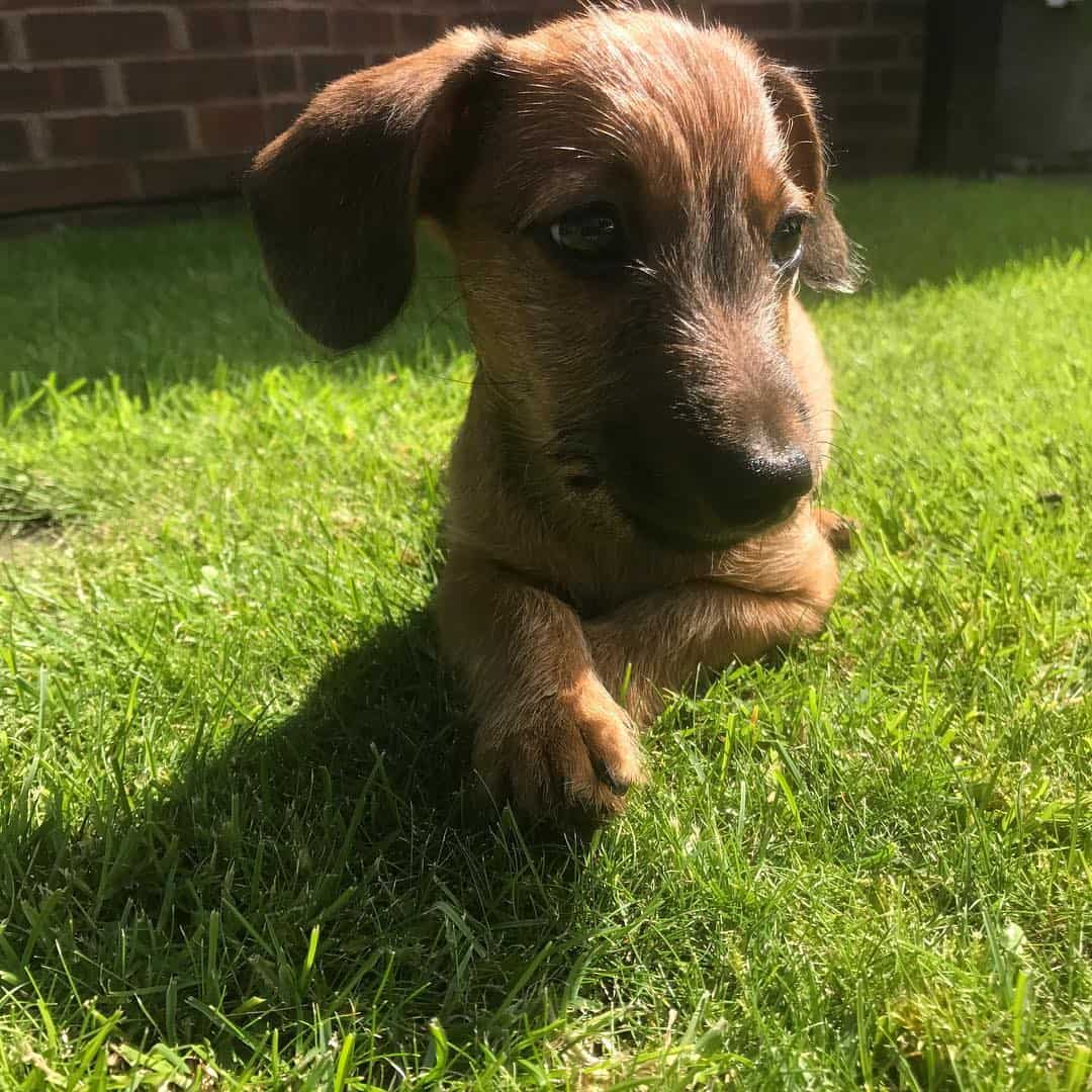 mezcla de dachshund y jack russell
