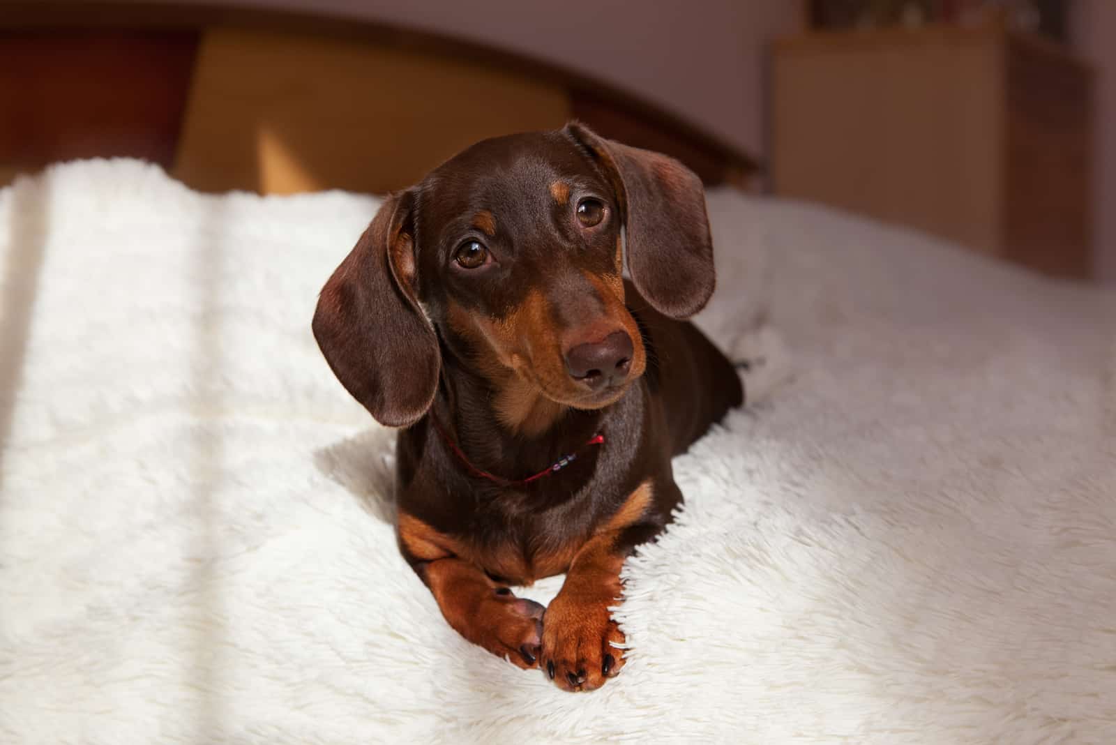 Dachshund acostado en una manta clara
