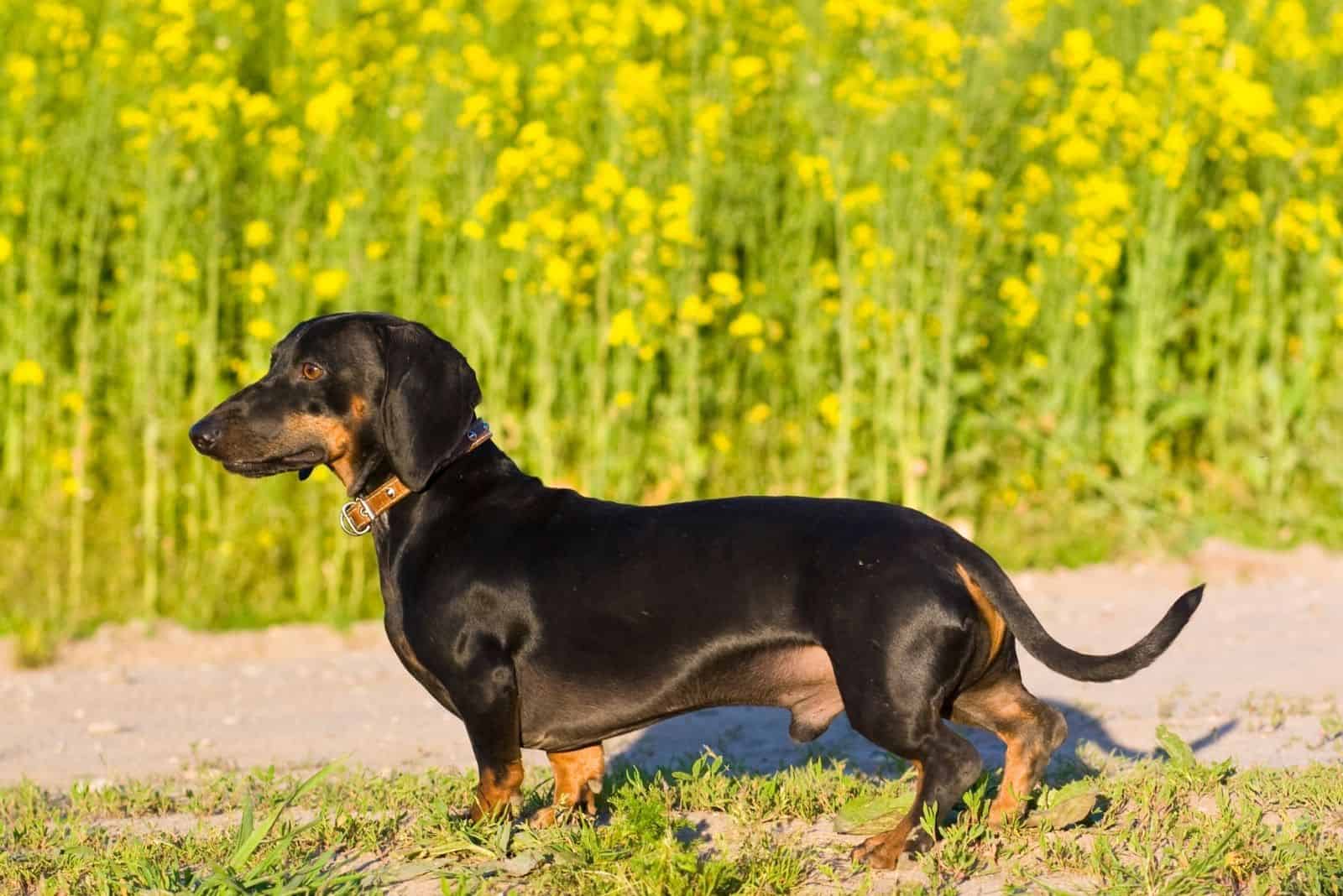 perro dachshund macho de pie de lado en el jardín