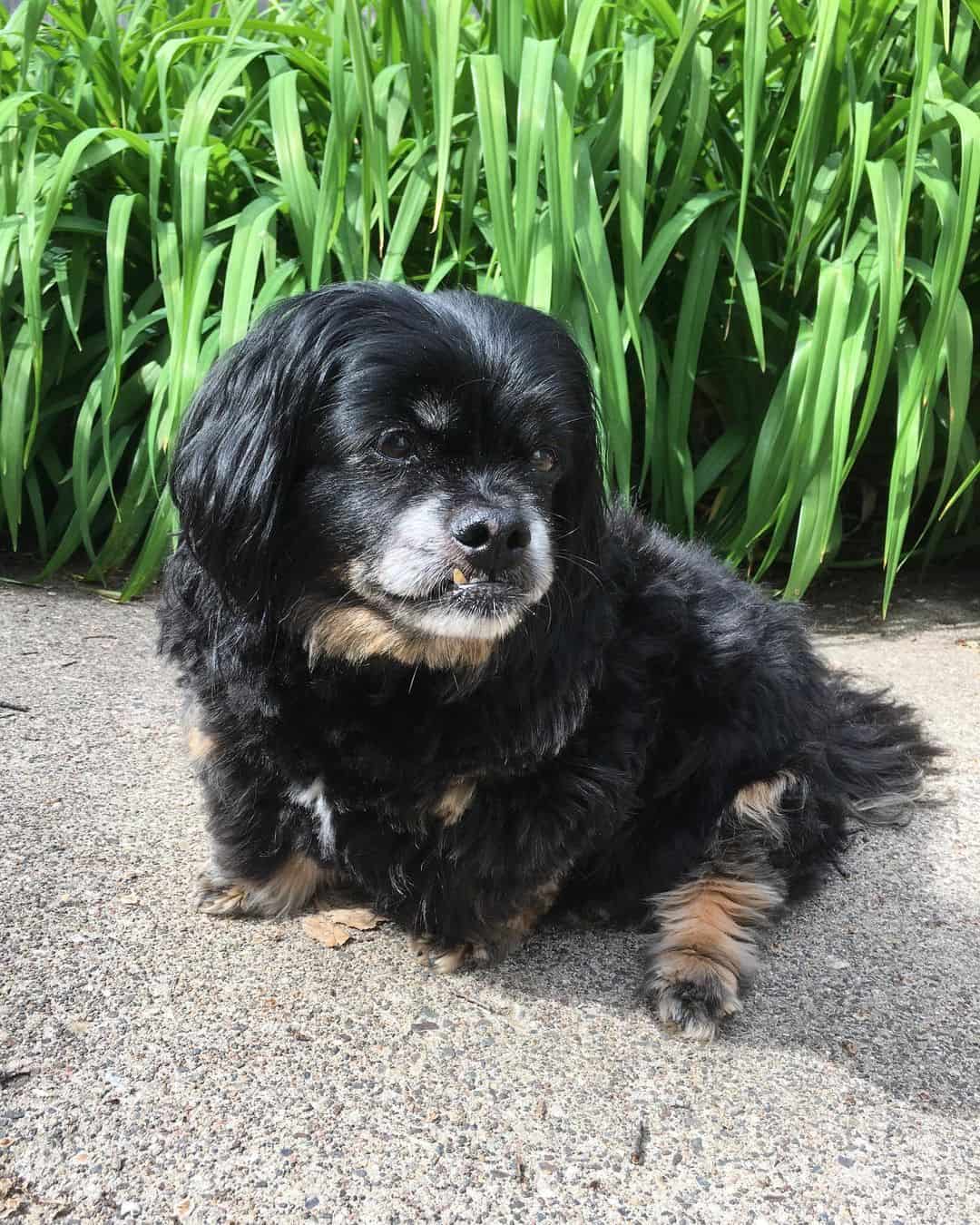 mezcla de dachshund y pekinés