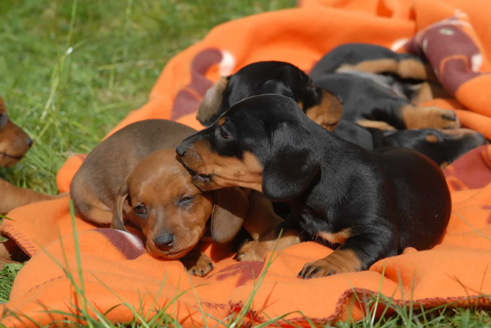 cachorros de dachshund tumbados en la manta