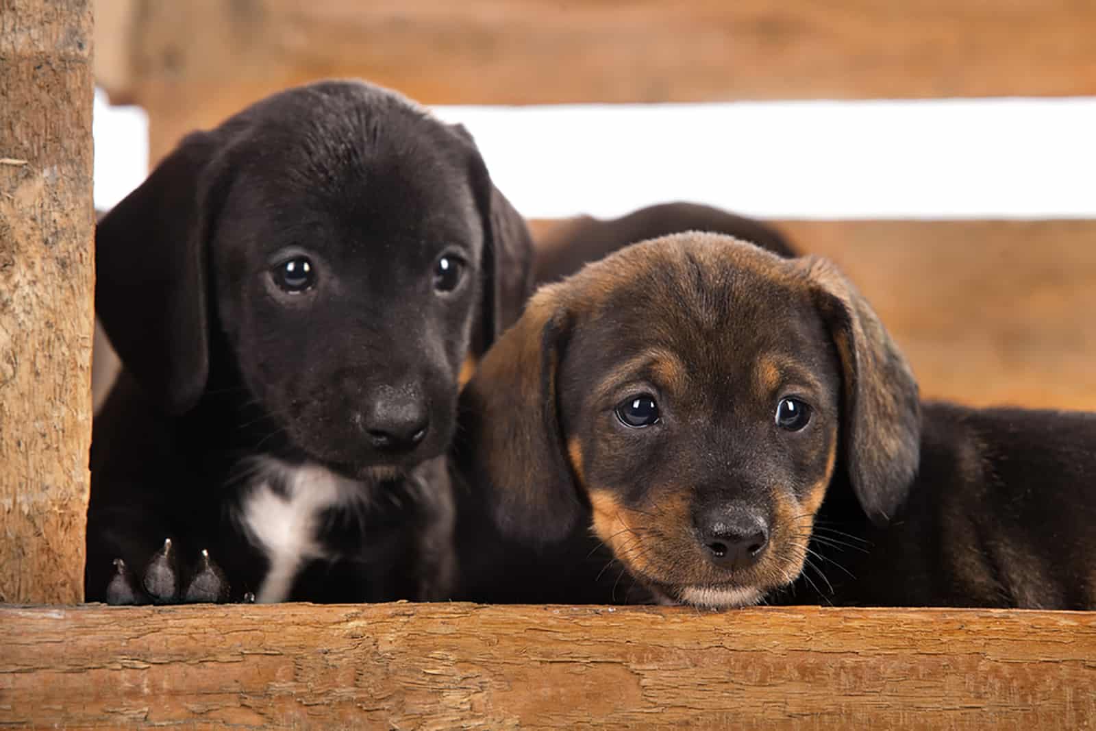 cachorros de dachshund sentados en una caja de madera