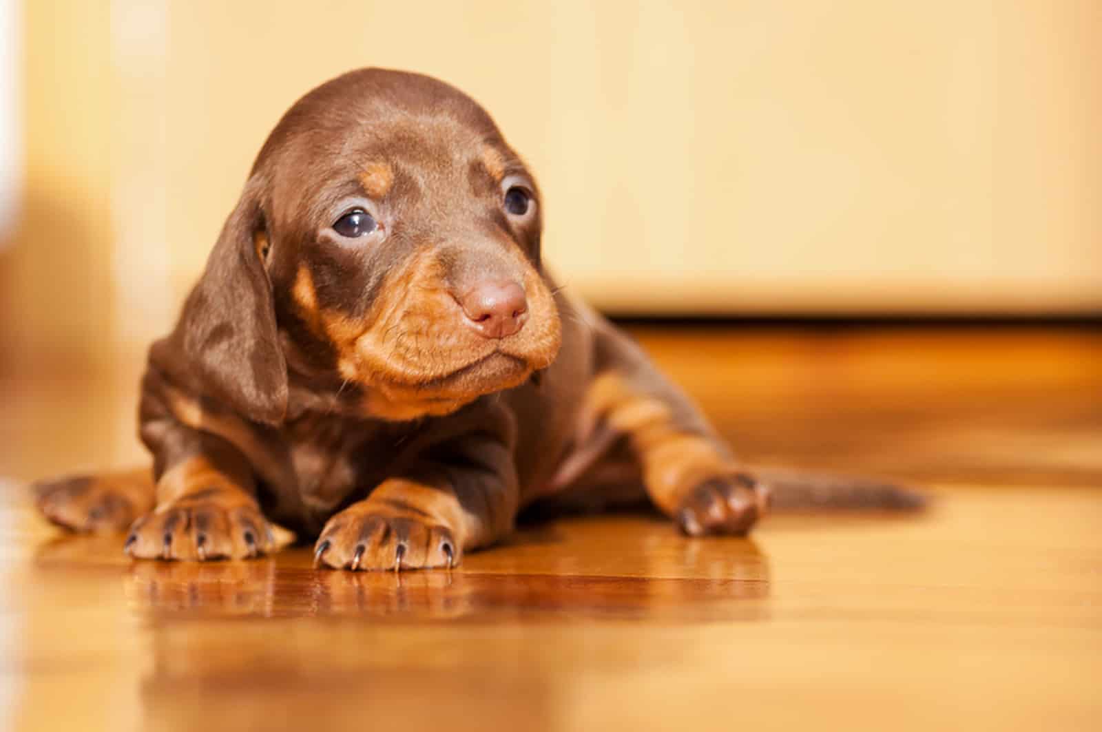 cachorro de dachshund tumbado en el suelo