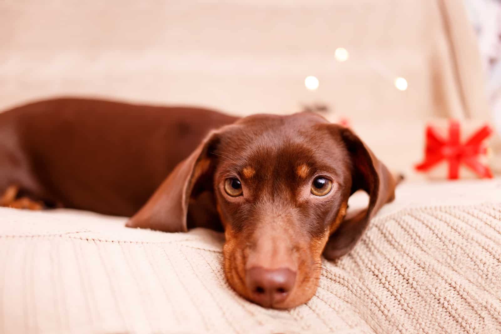 Cachorro Dachshund acostado en el sofá