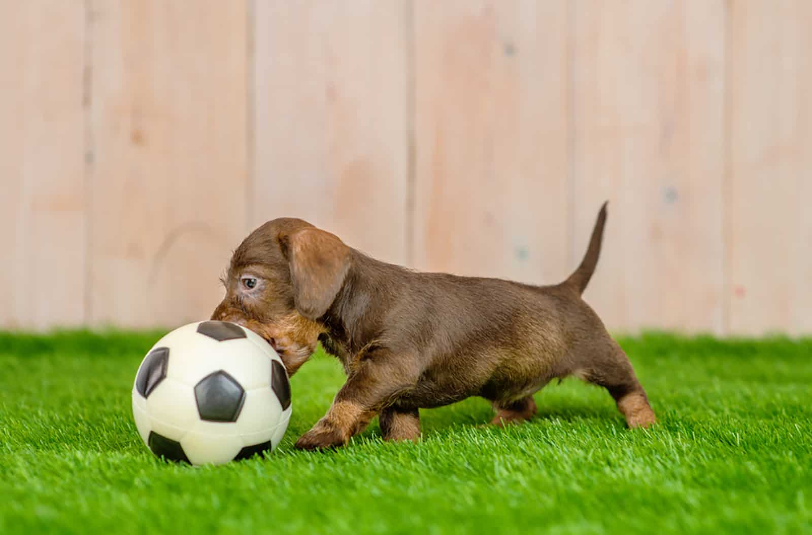 cachorro de dachshund jugando con una pelota de fútbol en el césped verde