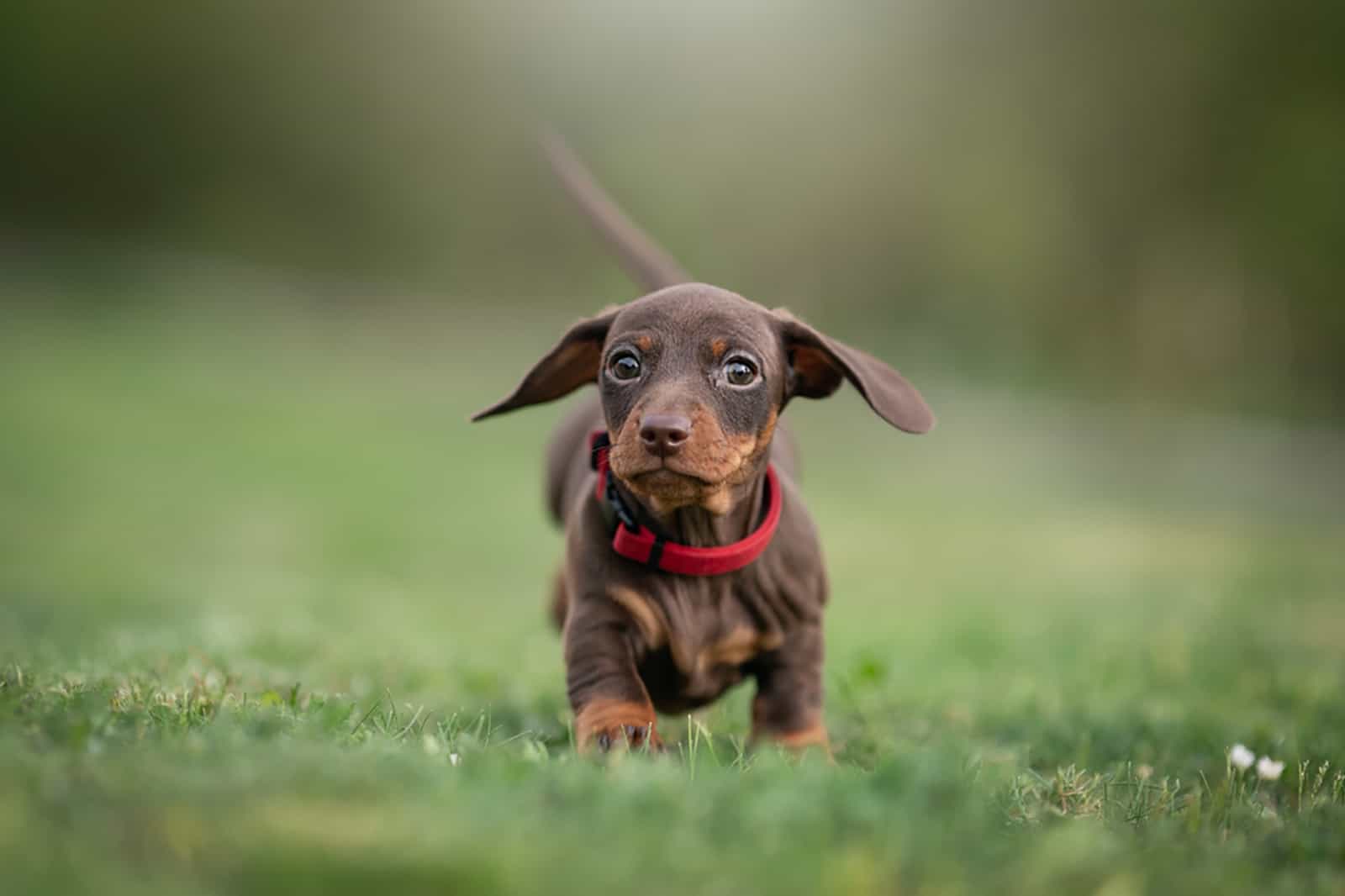 cachorro de dachshund corriendo en el parque