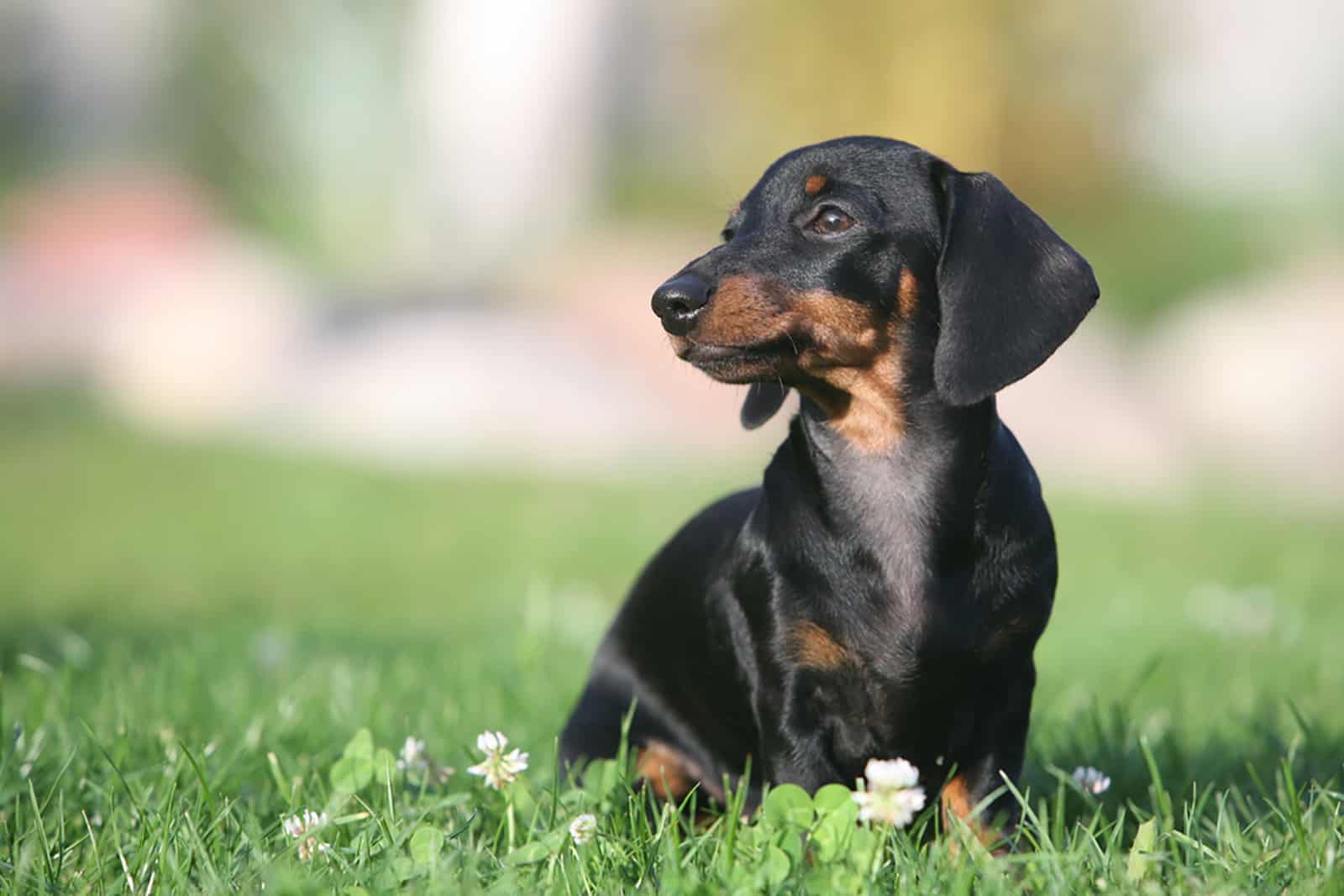 cachorro de dachshund sentado en la hierba en el parque