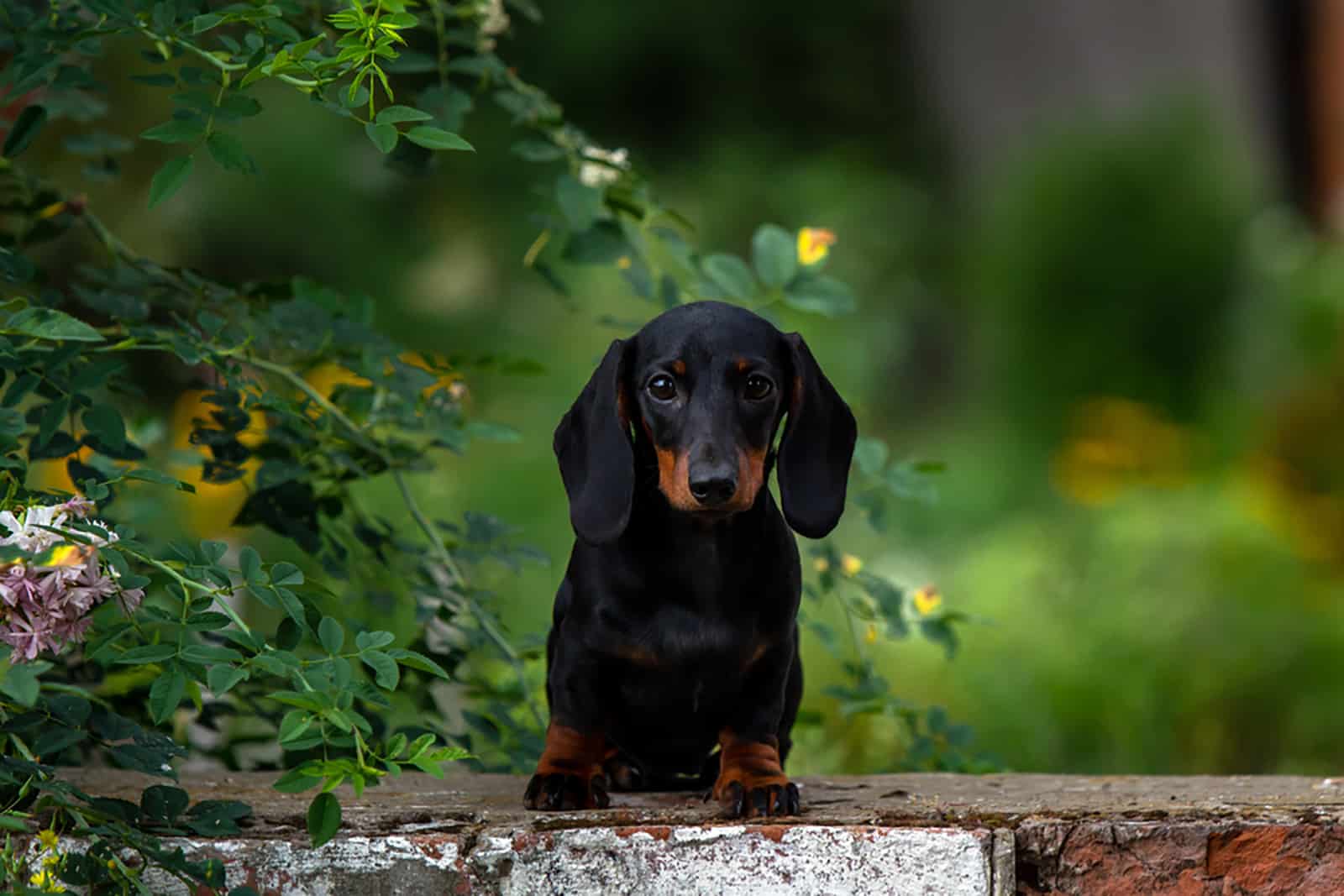 cachorro dachshund sentado en la pared en el jardín