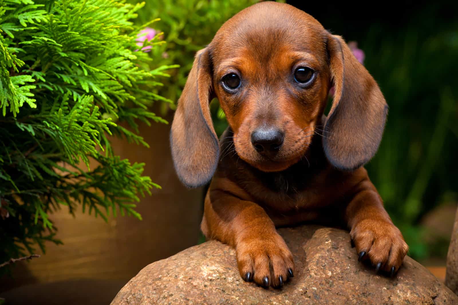 cachorro de dachshund en el jardín