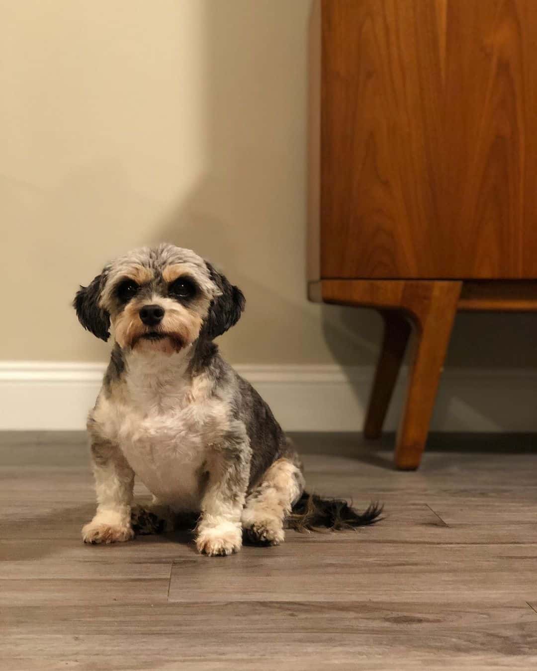 mezcla de dachshund y shih tzu