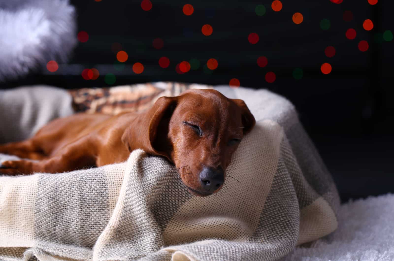 dachshund durmiendo en cama de perro